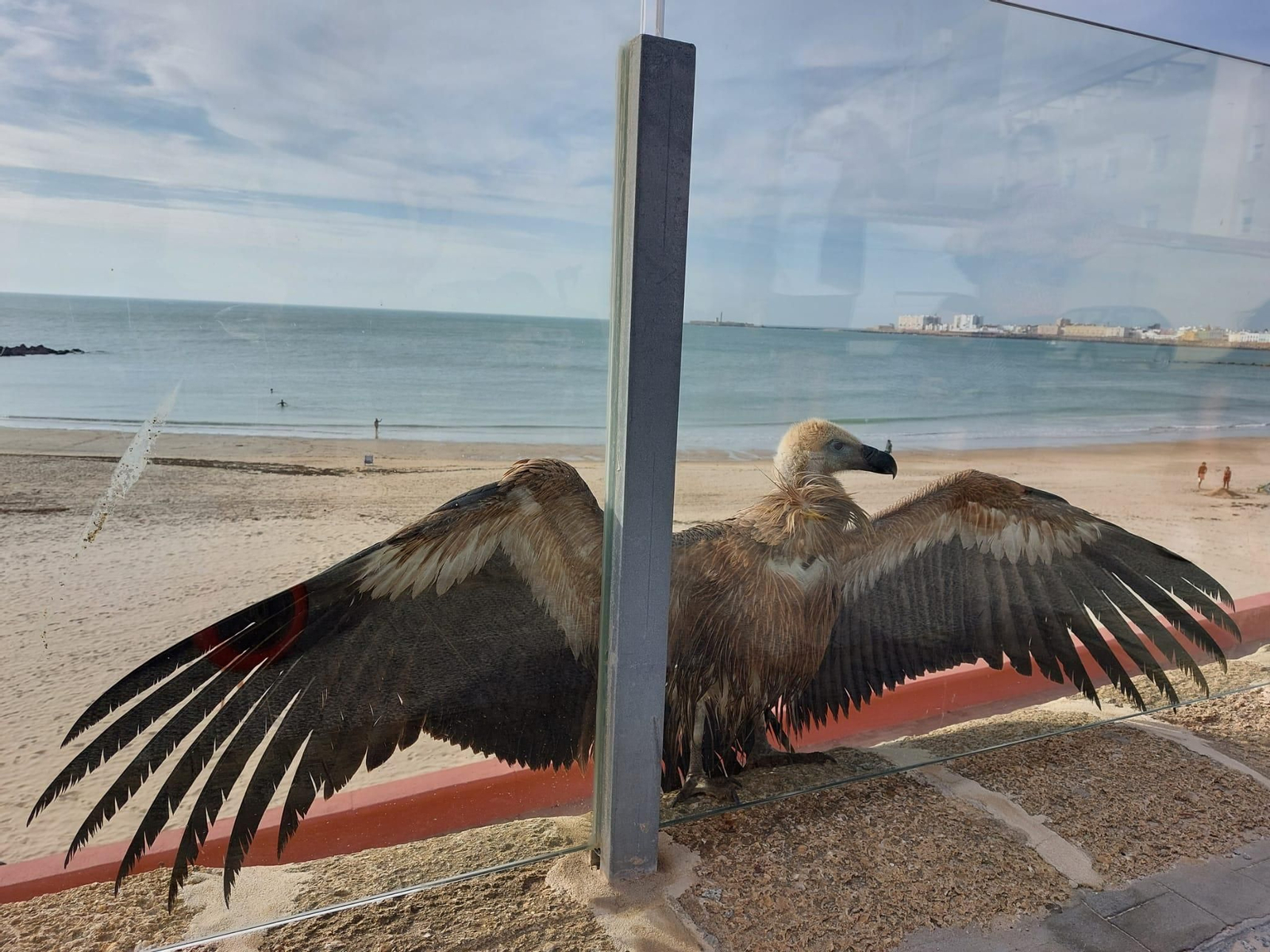Un buitre en la baranda de cristal de la playa de Santa María del Mar, en Cádiz.