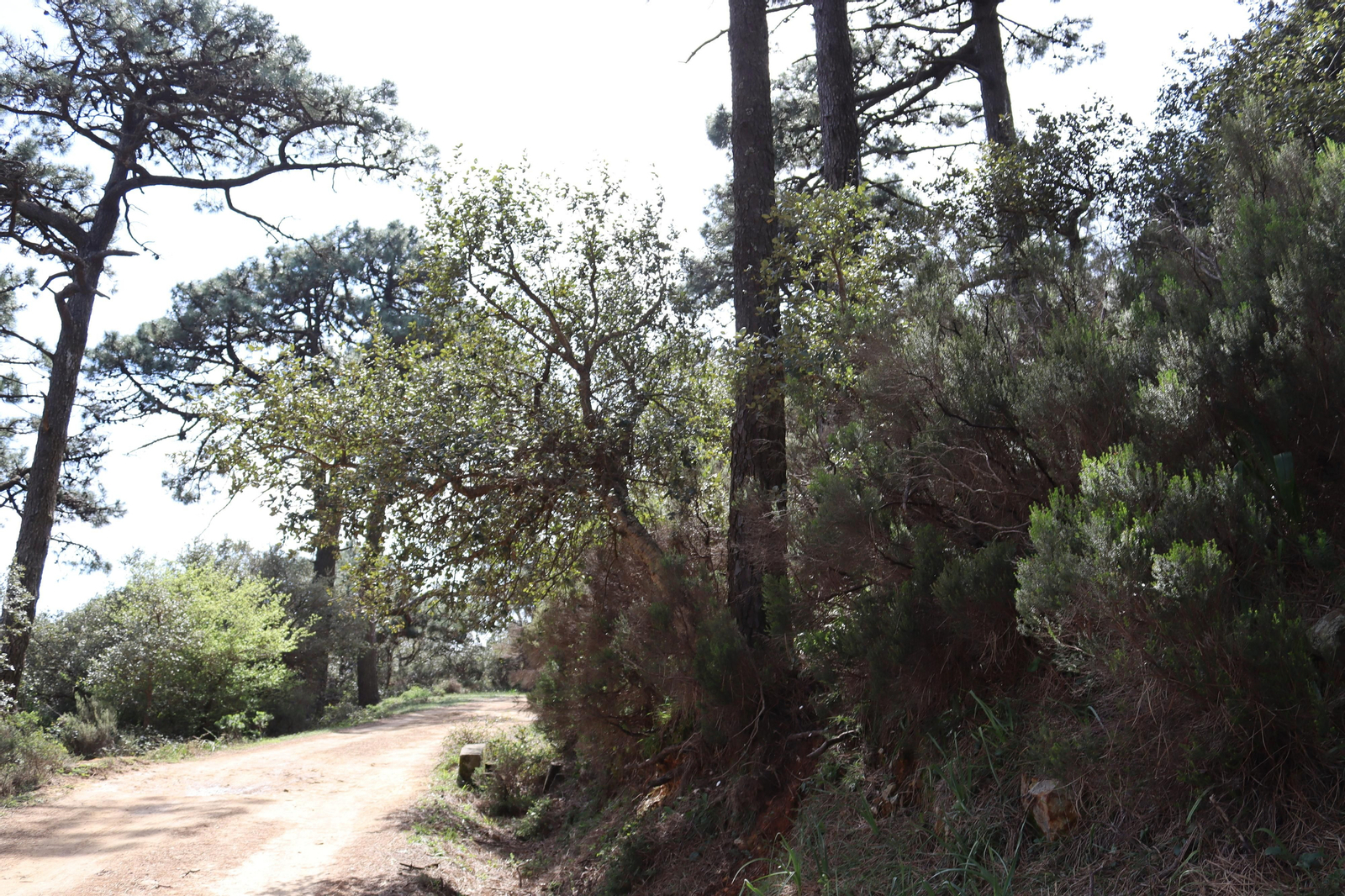 Fotos de la flora y fauna del Parque Natural de Los Alcornocales