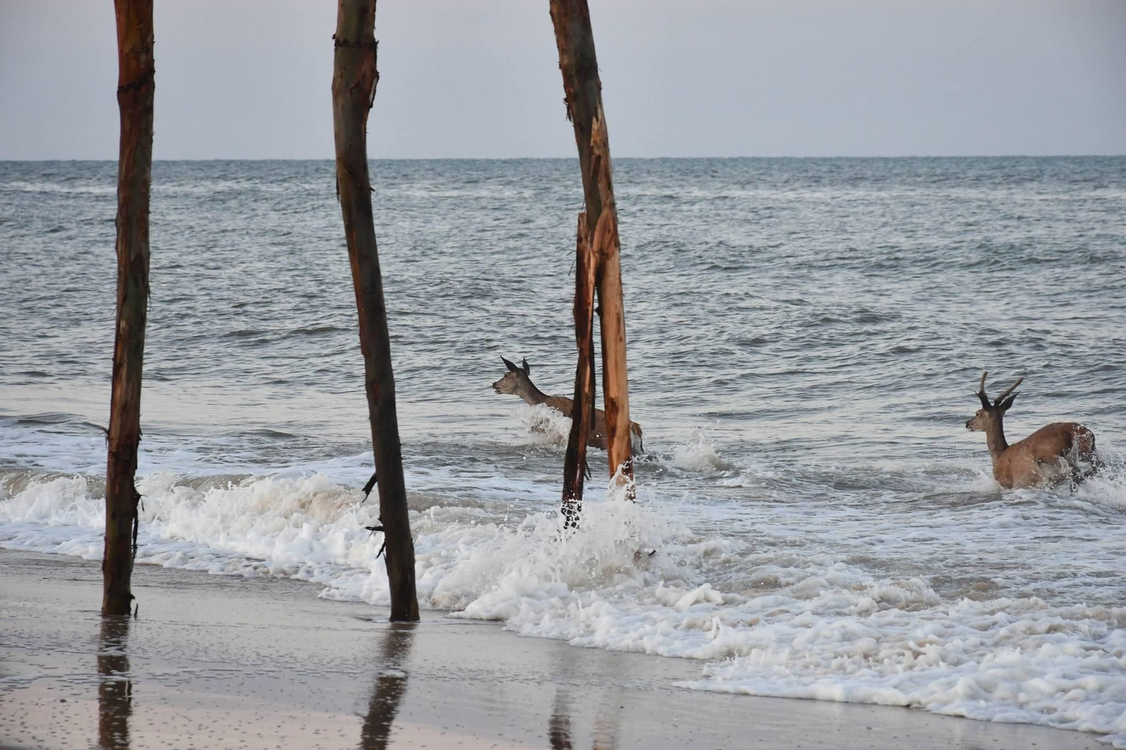 Las espectáculares imágenes de unos ciervos bañándose en la playa de Los Palos, en el Parque Nacional de Doñana