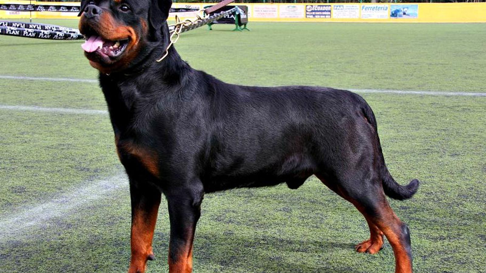 rottweiler rottweiler