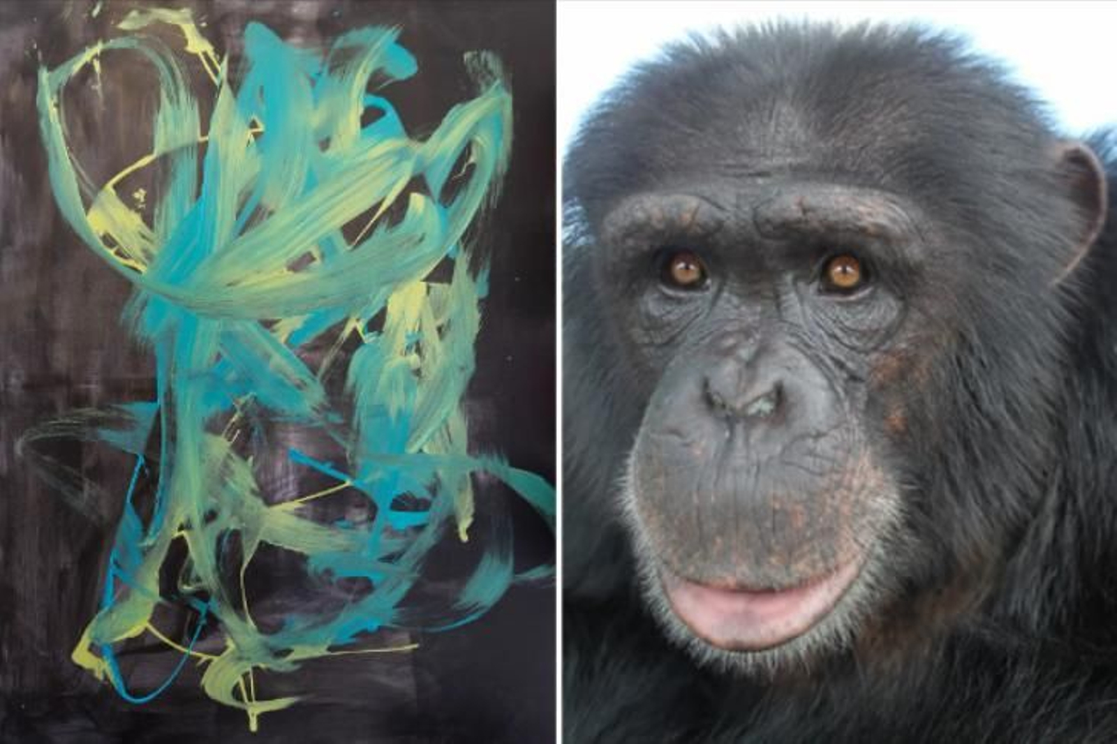 Una exposición presenta por primera vez cuadros pintados por chimpancés