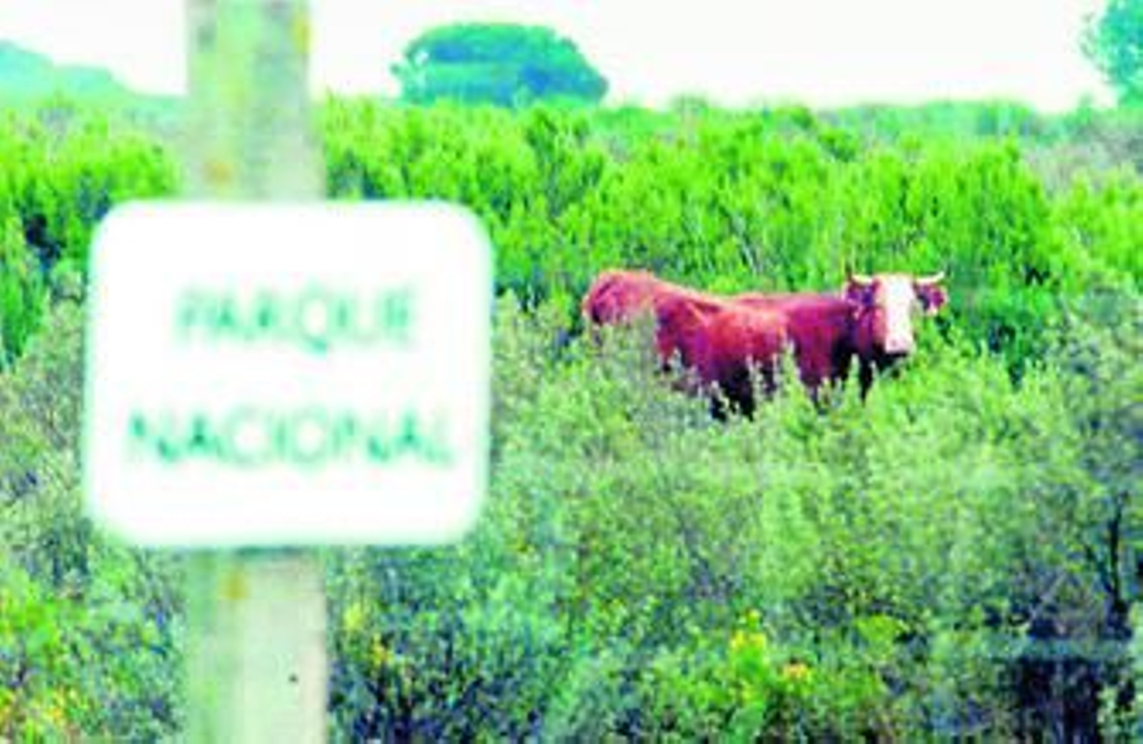 Una vaca, con su crotal en la oreja izquierda, pasta en el interior del Parque Nacional de Doñana.