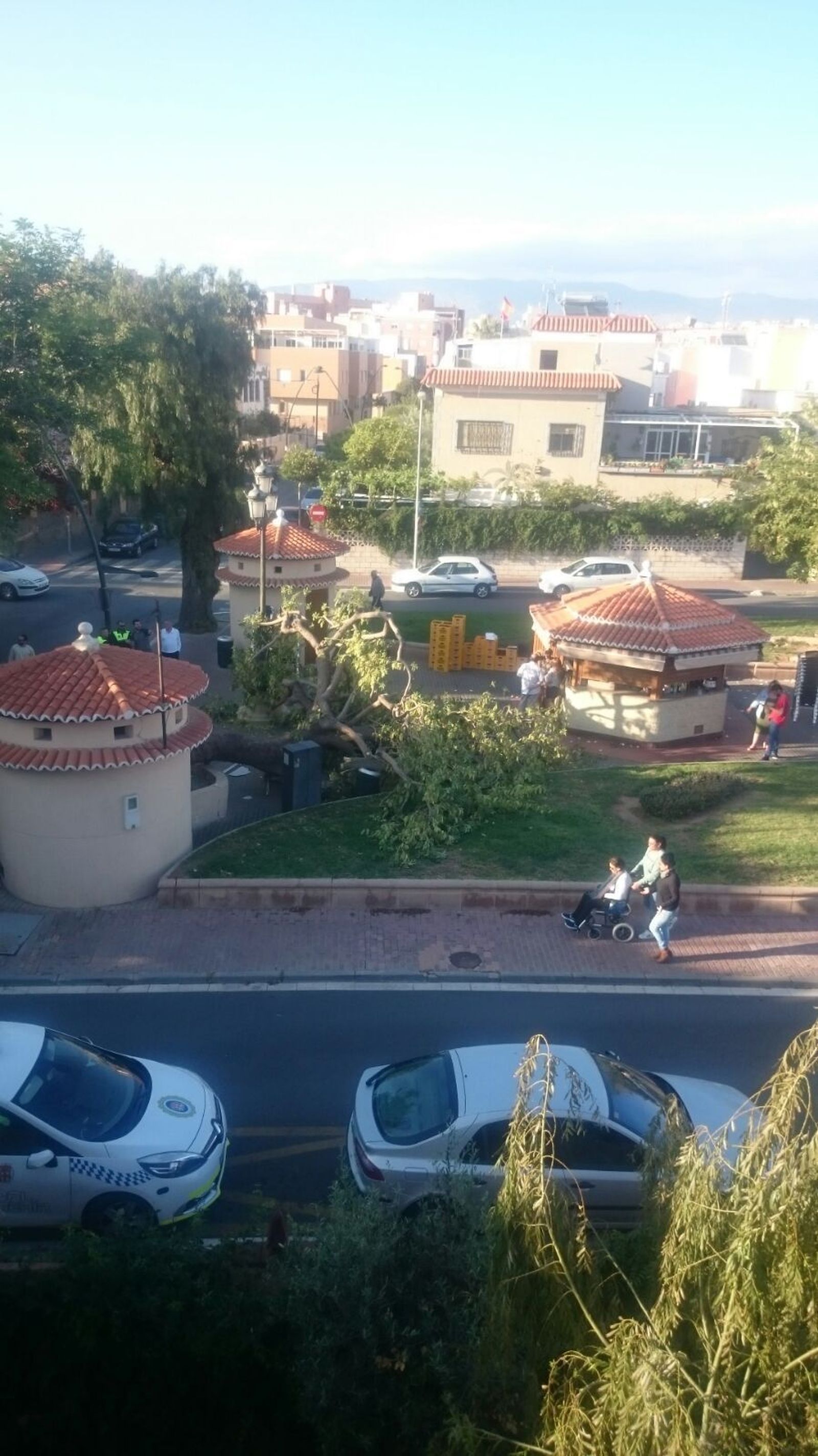Árbol caído en Plaza de España (Ciudad Jardín).