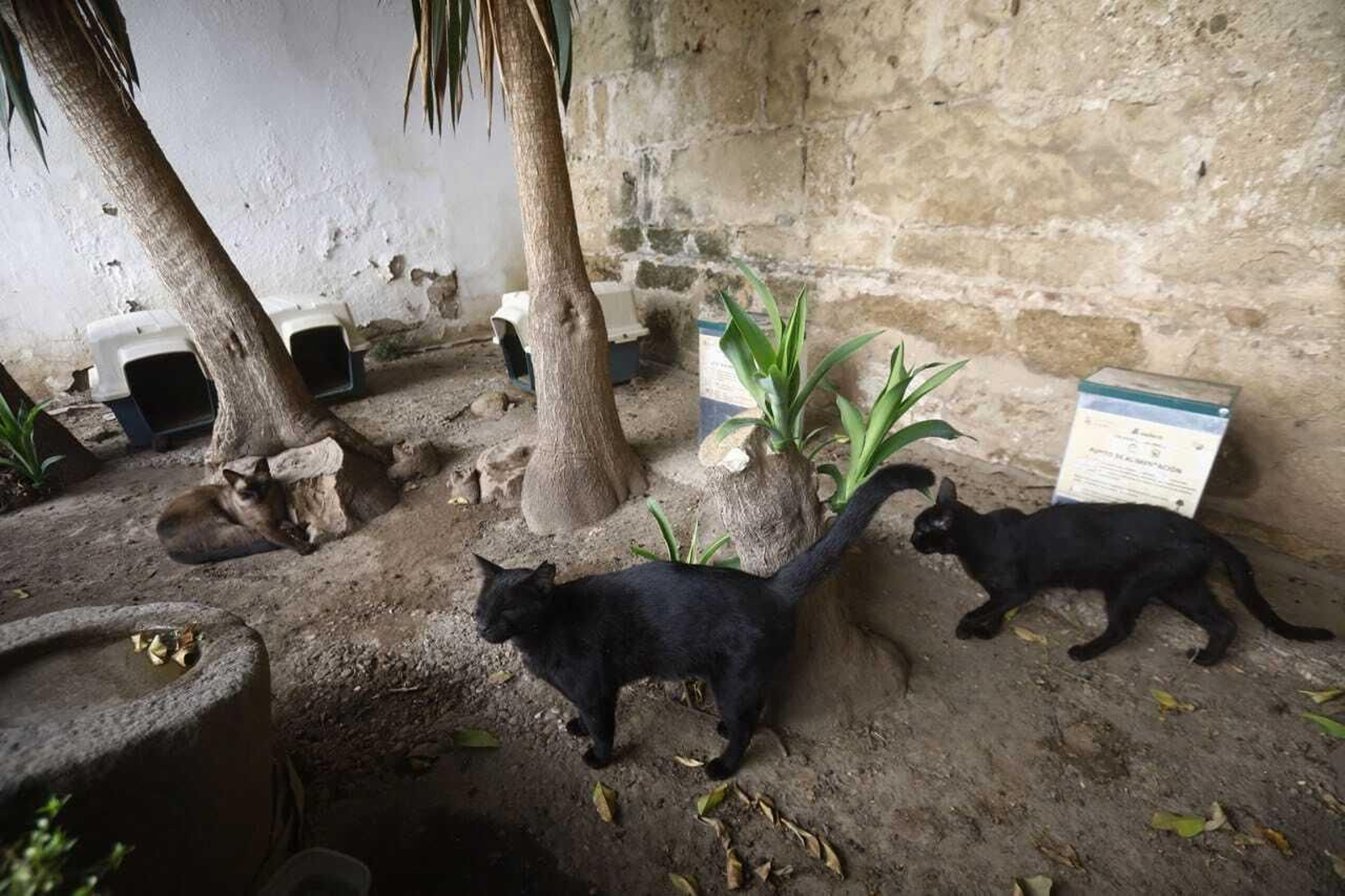 Gatos en Córdoba.