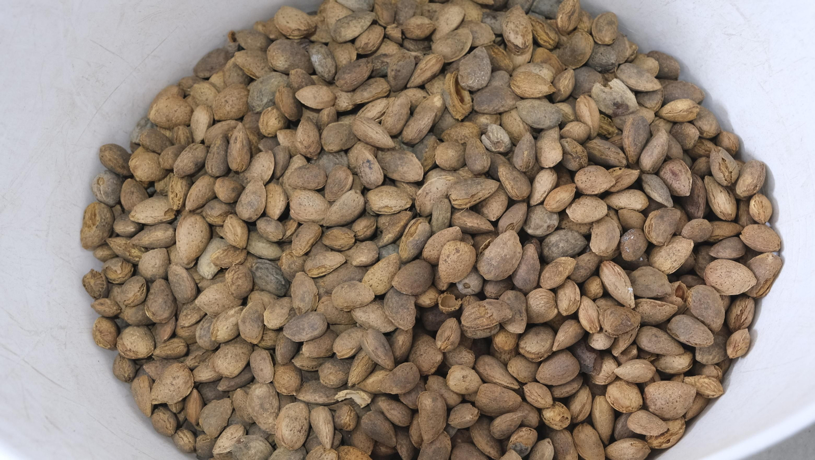 Imágenes de la almendra ecológica de Chirivel