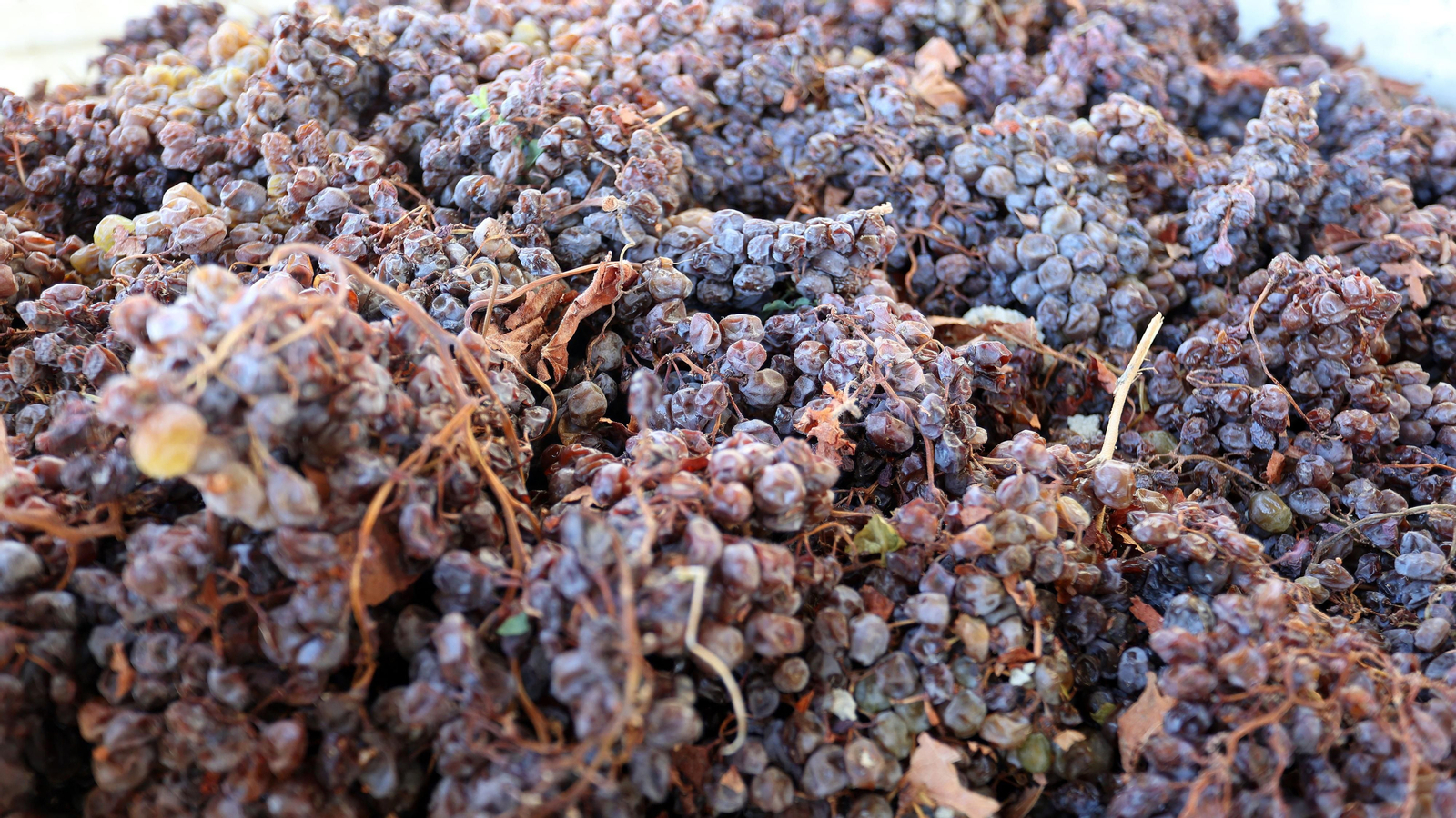 Asoleo de Pedro Ximénez en González Byass