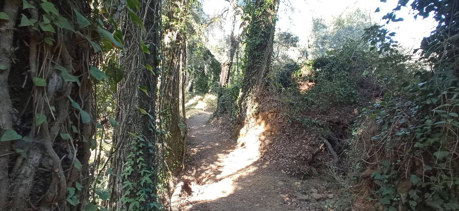 Las imágenes de la ruta de la cascada de Jollarancos y bosque de las letras