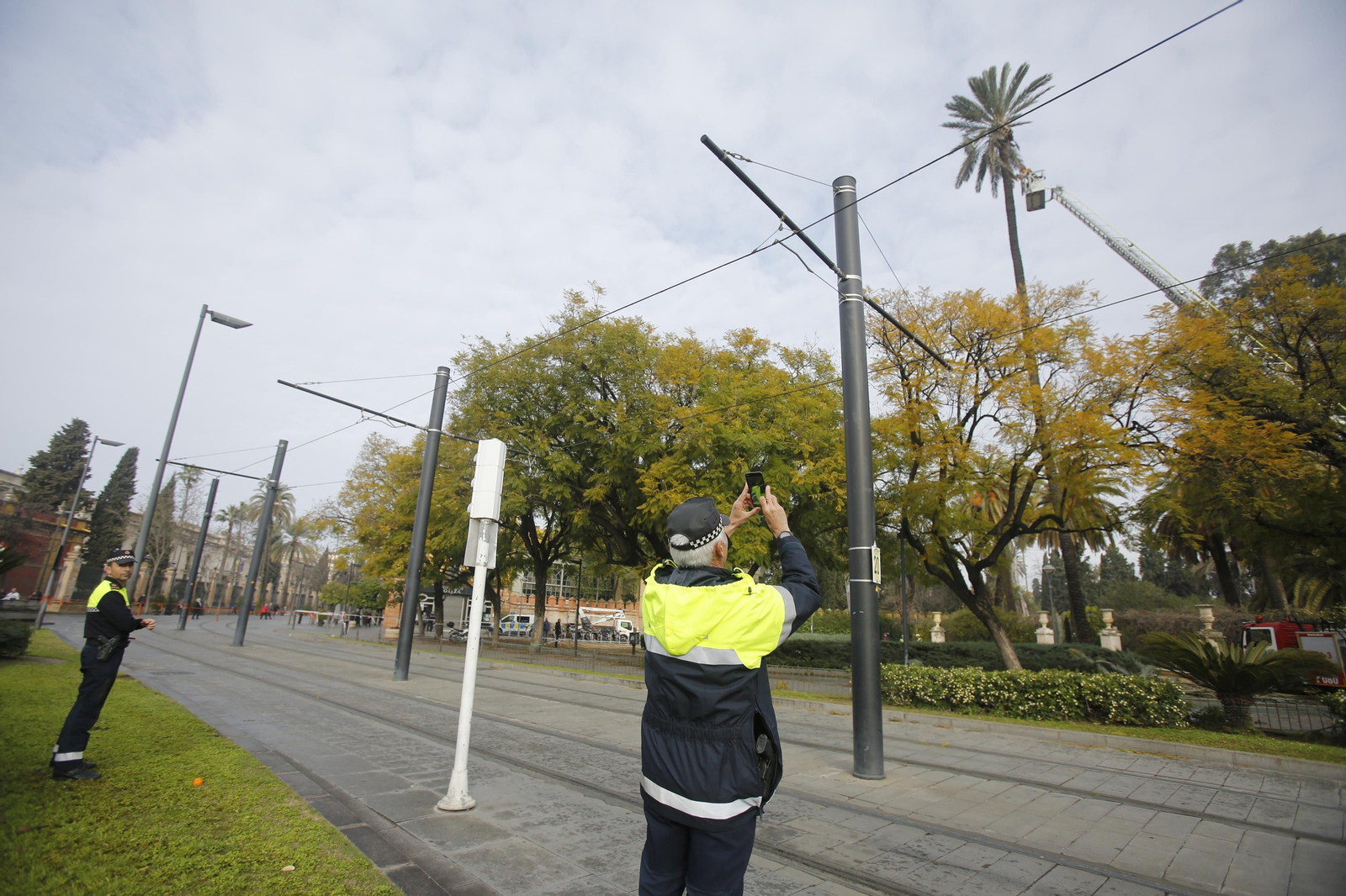 Cortan una palmera en la calle San Fernando por riesgo de caída