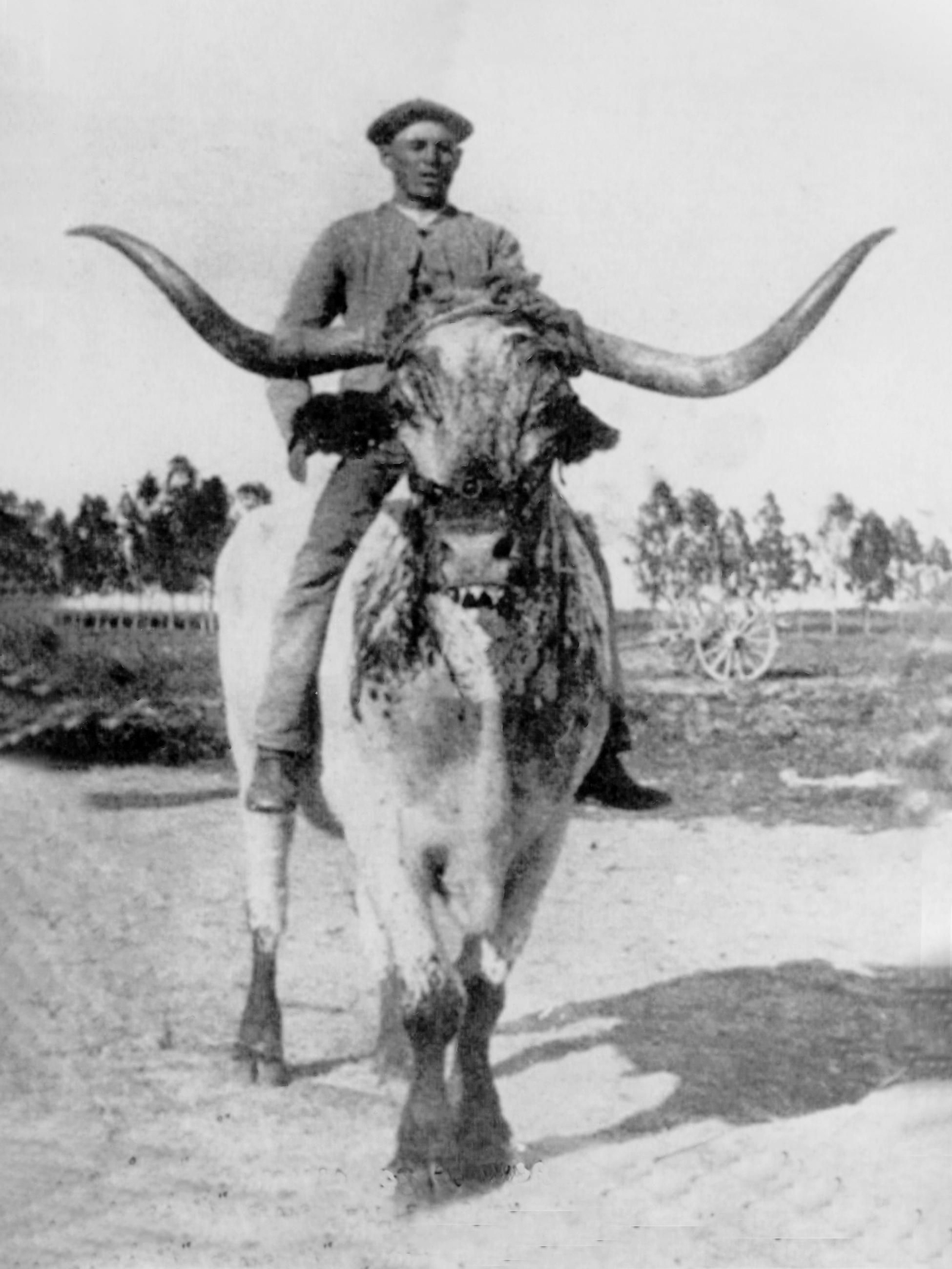 El célebre cabestrero de Concha y Sierra montado sobre un buey.