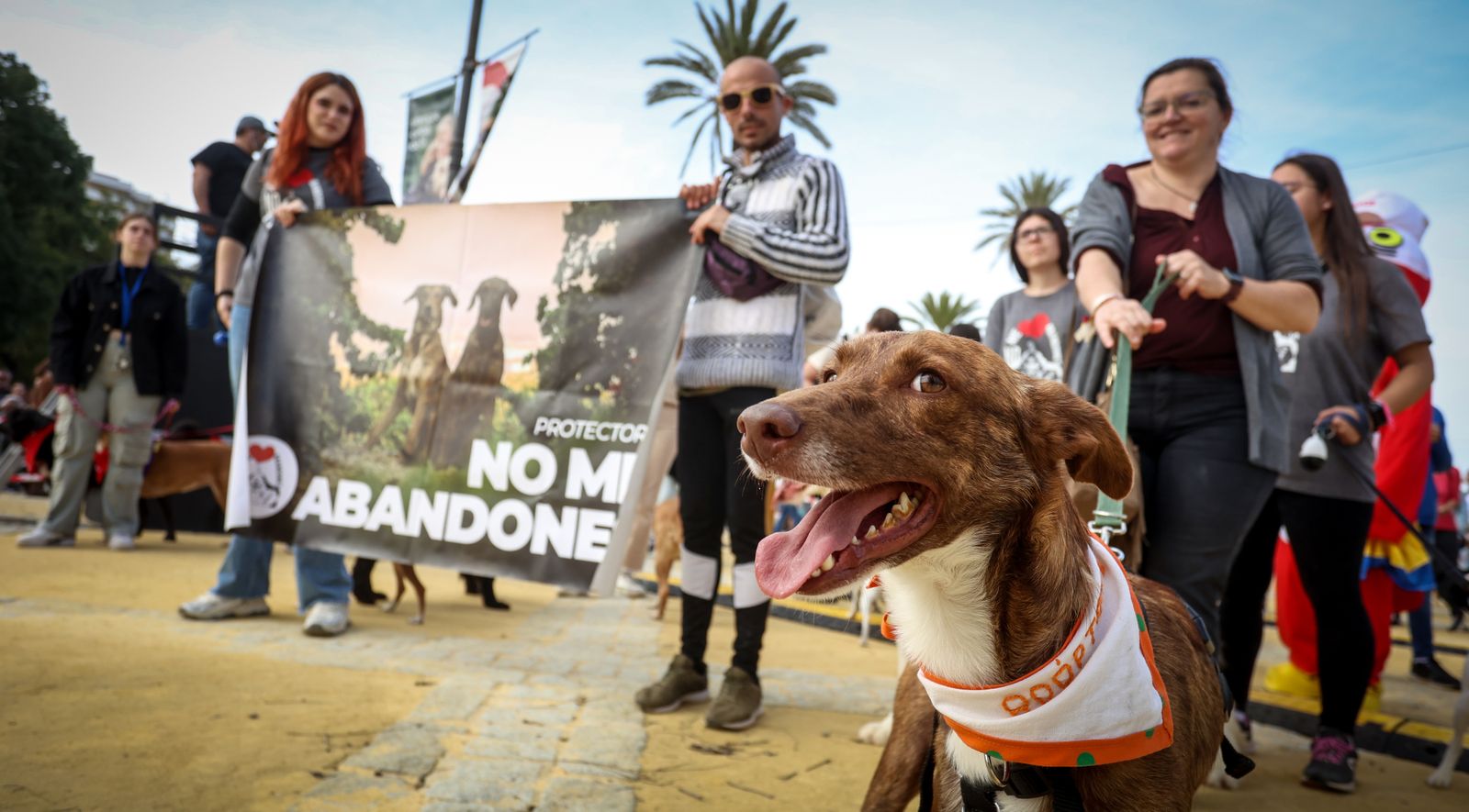 Fiesta de san Antón 2024 en Jerez