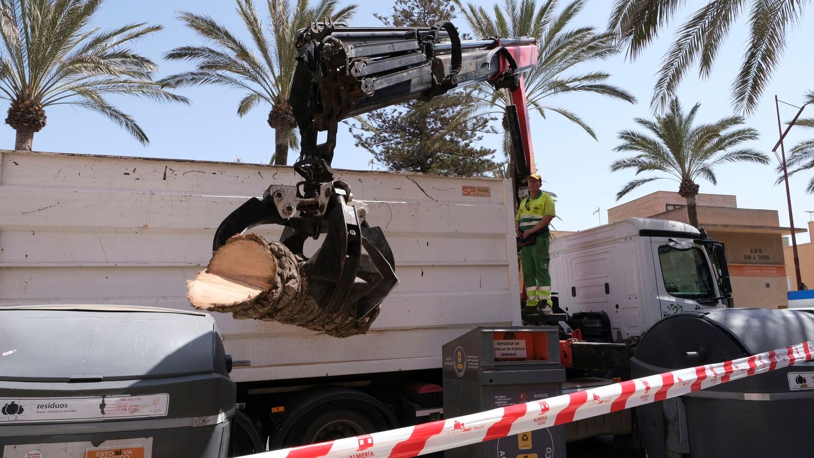 Aparentemente las palmeras están sanas pero no aprueban en resistografía.