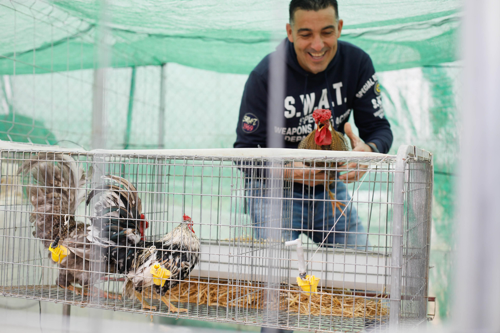 Galería de la Feria  de ganado en Tarambana