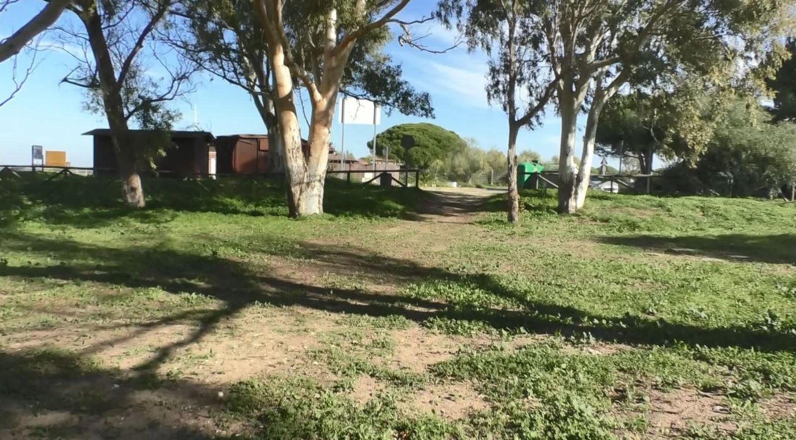 Eucaliptal de la Playa de La Ministra donde se construirán los nuevos módulos