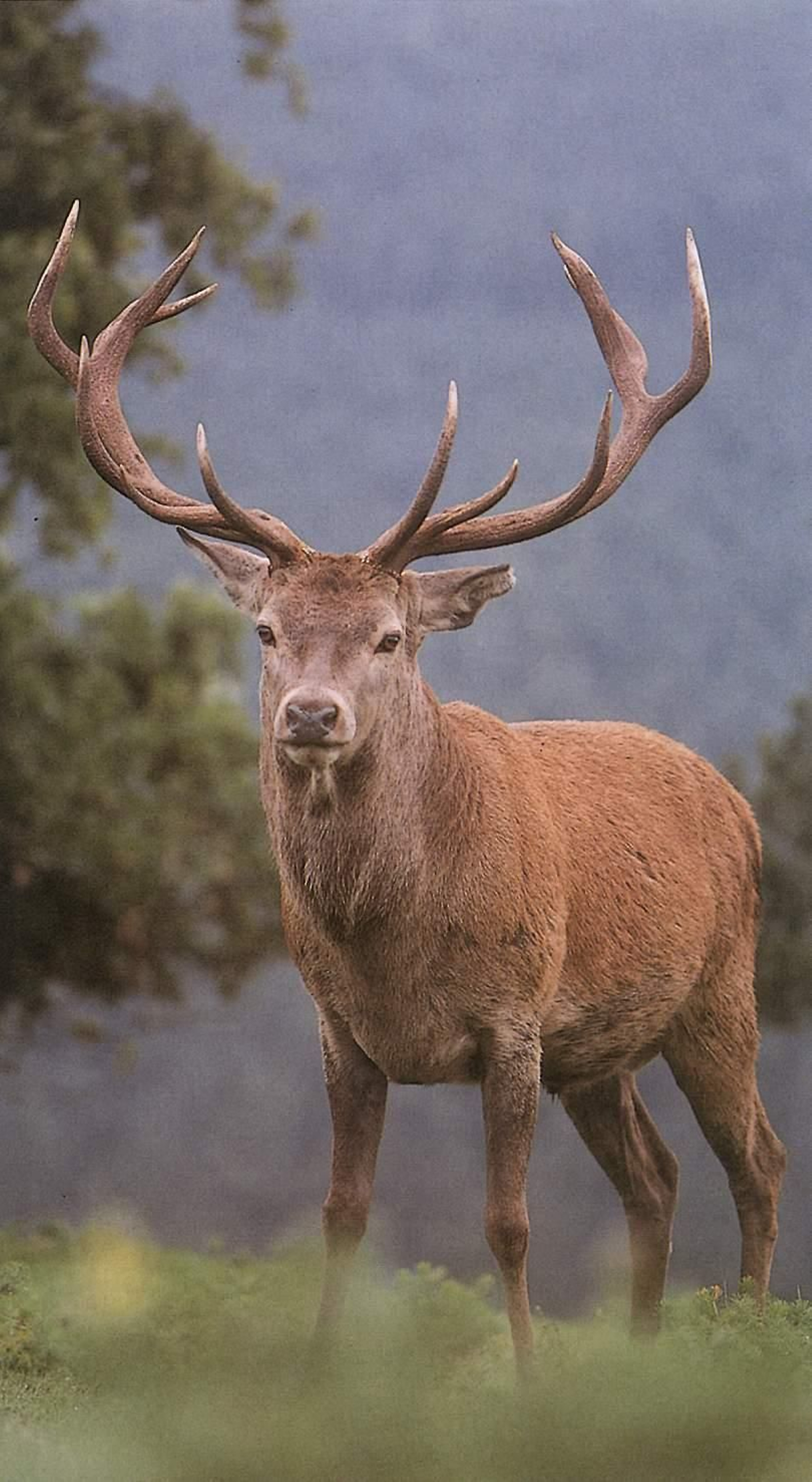 Ciervo que habita en Los Filabres