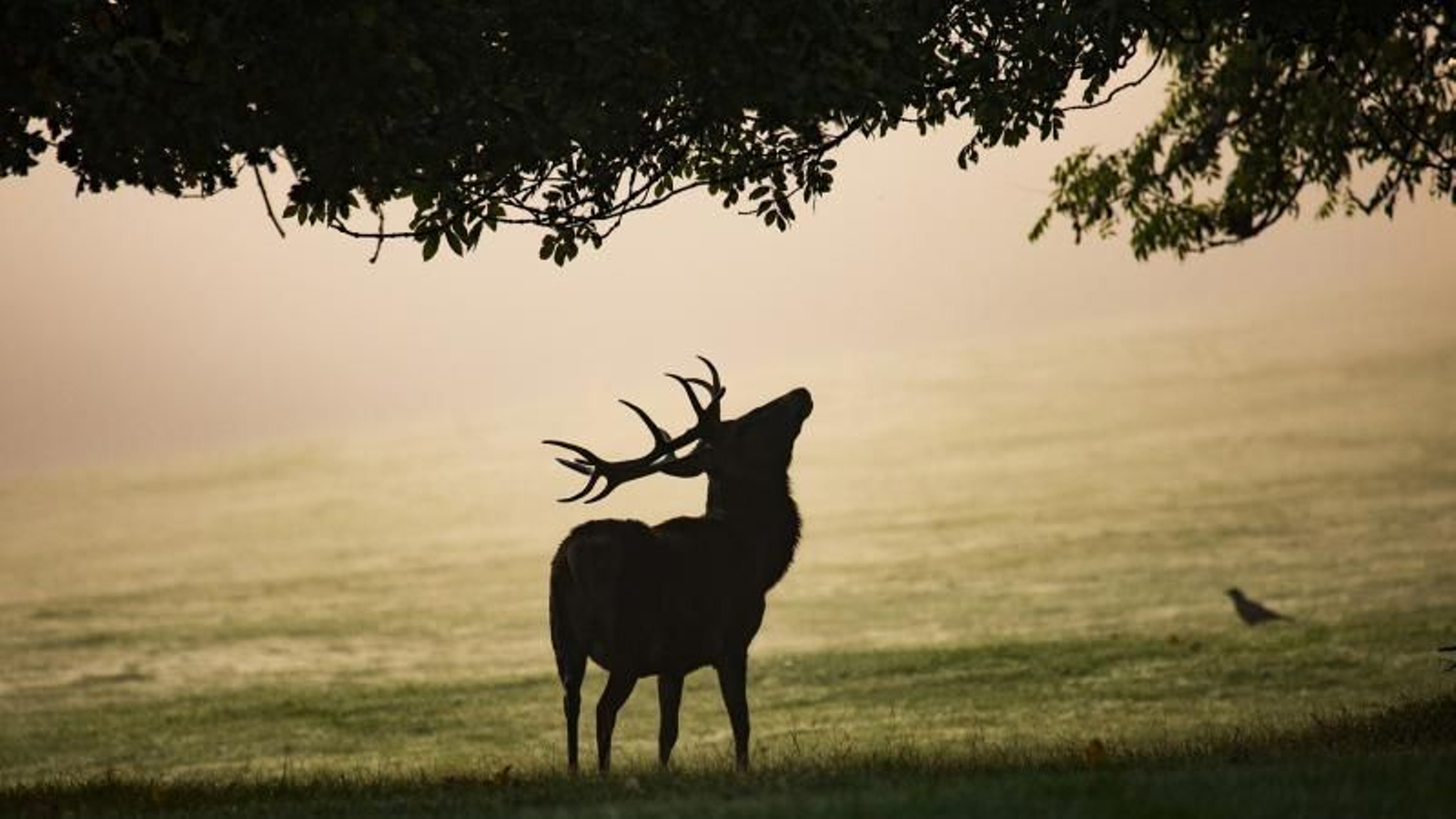 La berrea en Sevilla