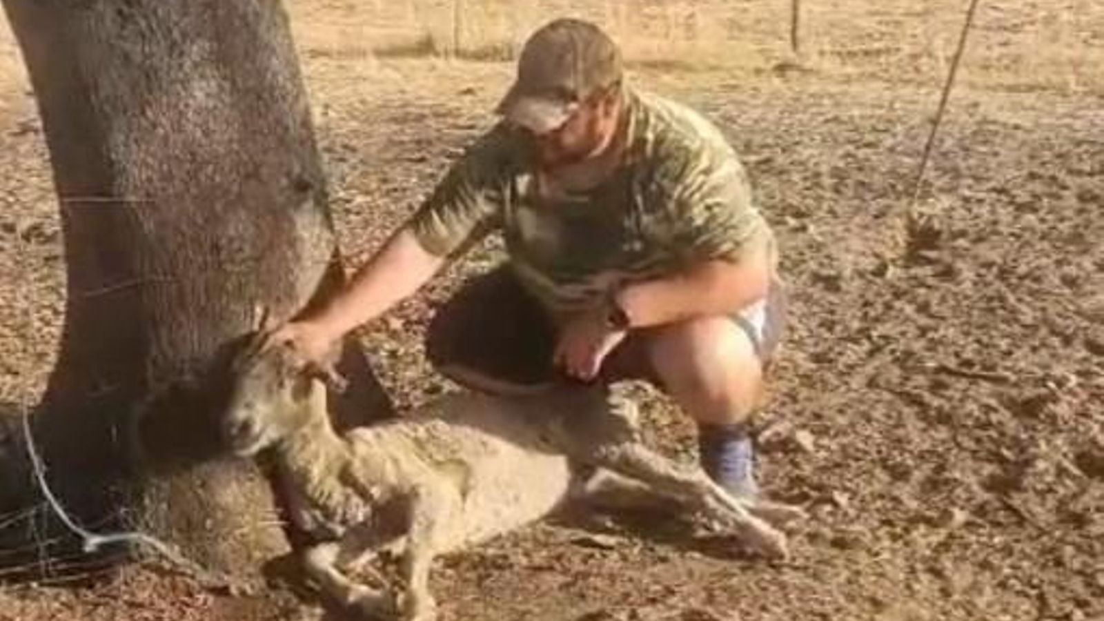 Un ganadero de Los Pedroches, junto a su animal afectado.