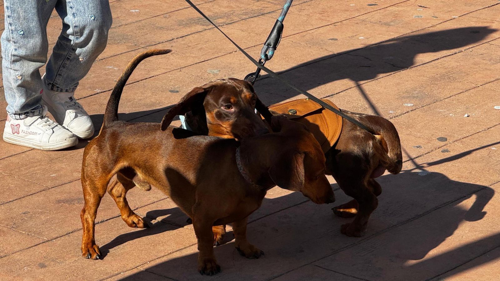 Brownie y Felipe jugando