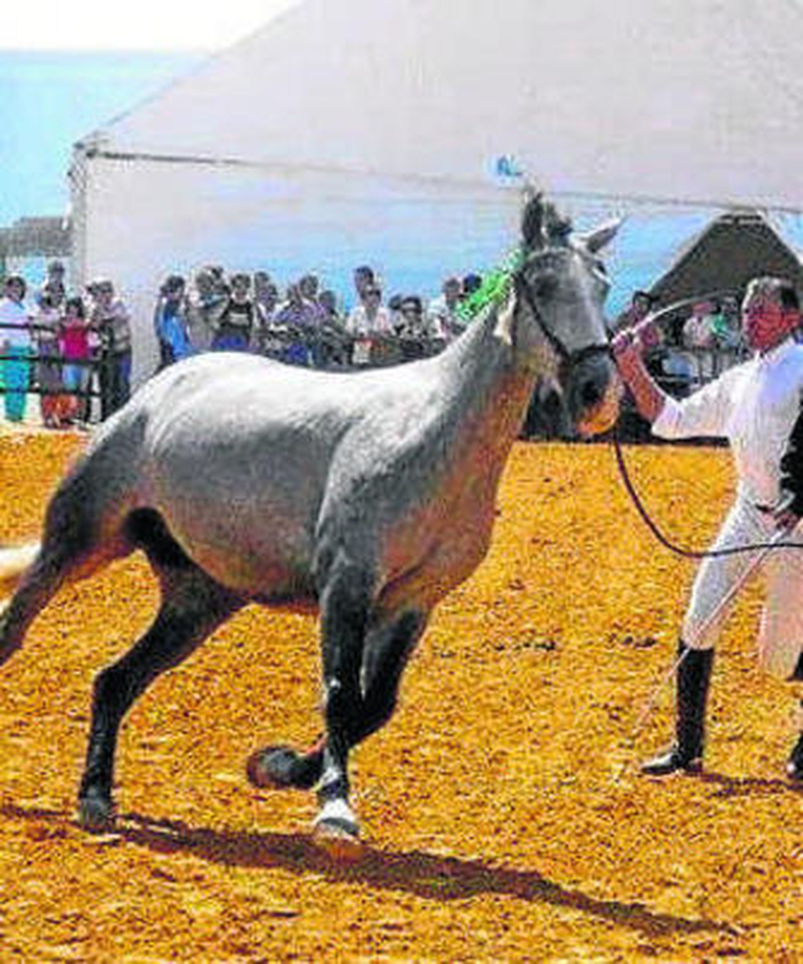 Cita ganadera en Carmona