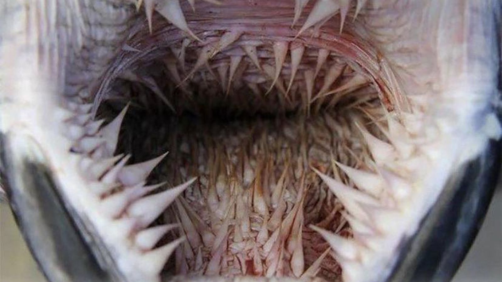 interior-boca-tortuga-laud-1