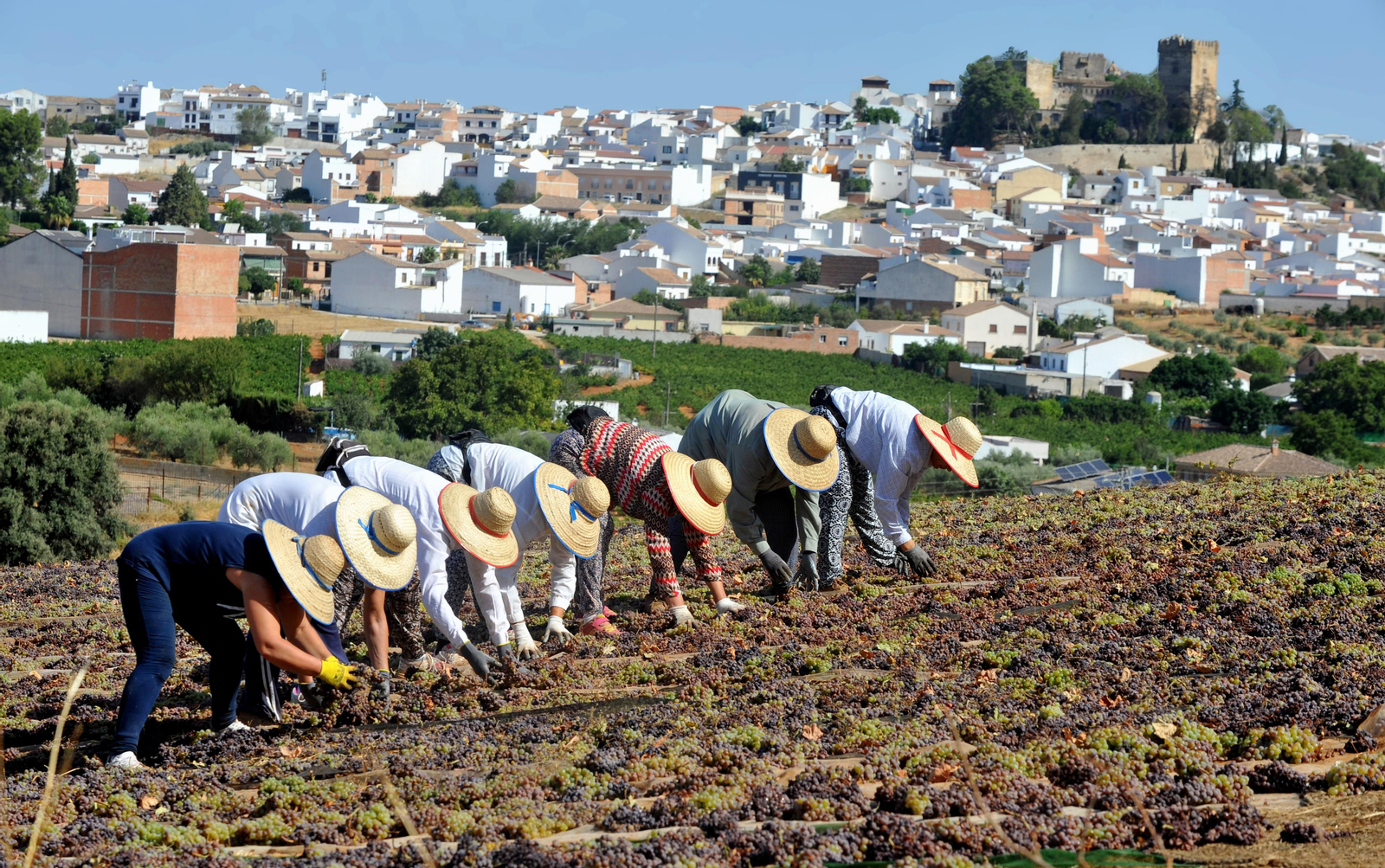 Así se elabora el vino Pedro Ximénez
