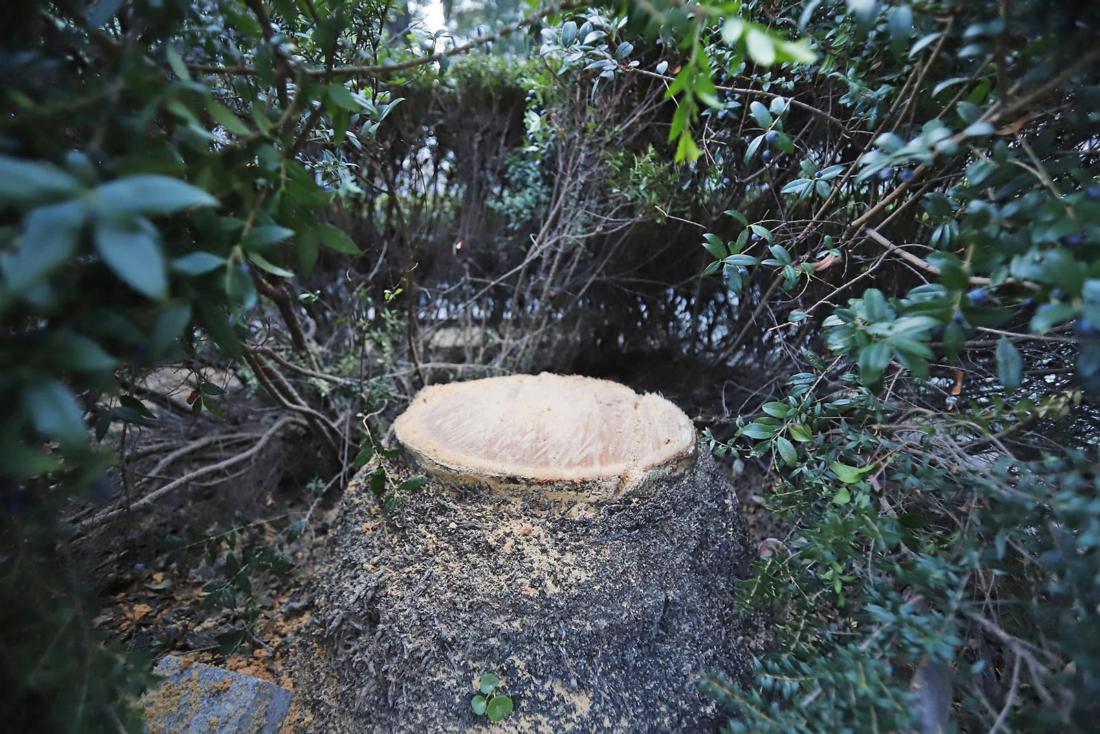 Imágenes de la tala de la emblemática Palmera de Huelva