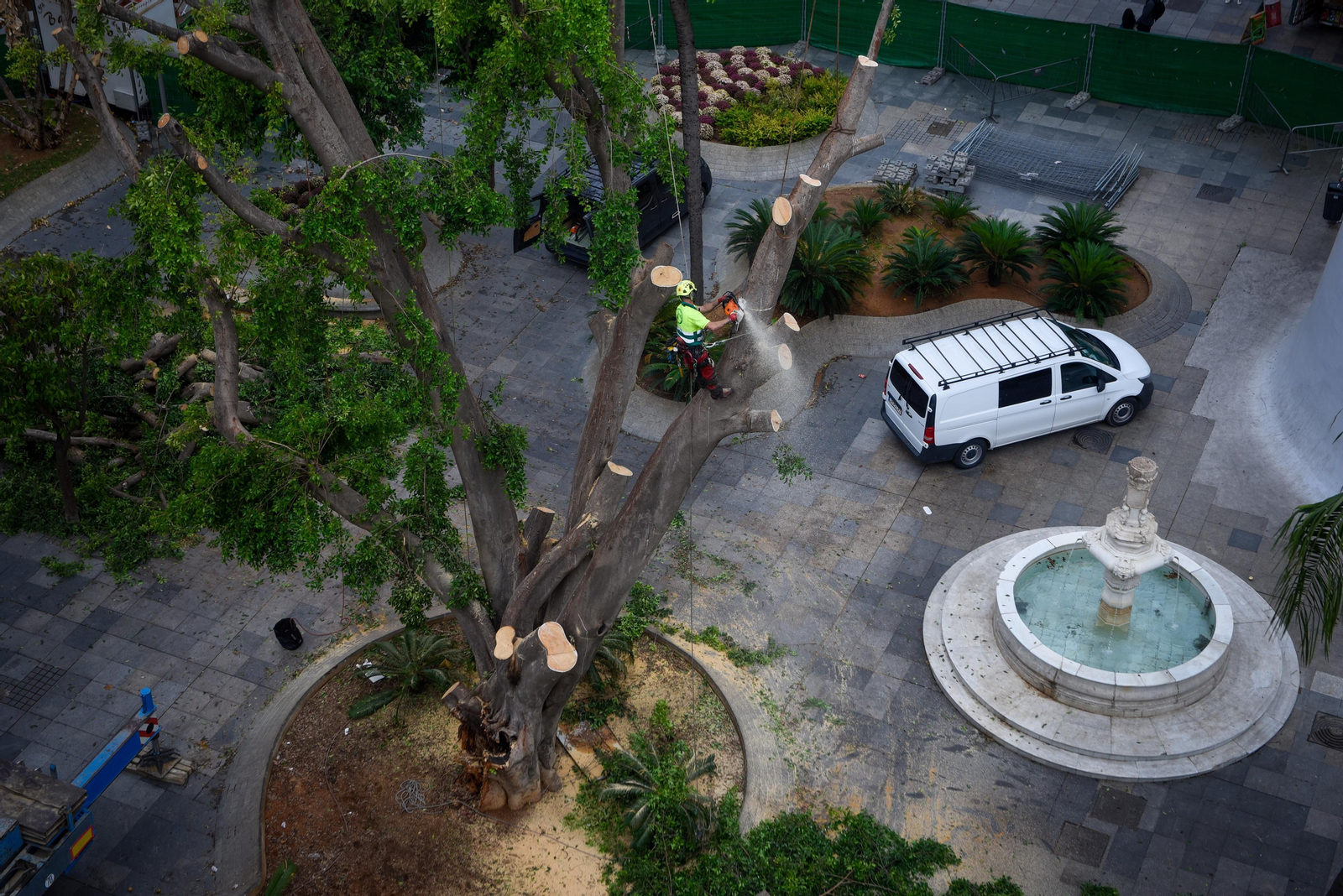 El final del ficus de la Encarnación