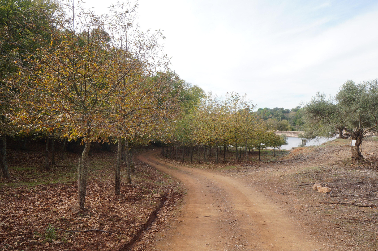 Un paseo en fotografías por el castañar de Valdejetas en la Sierra de Córdoba