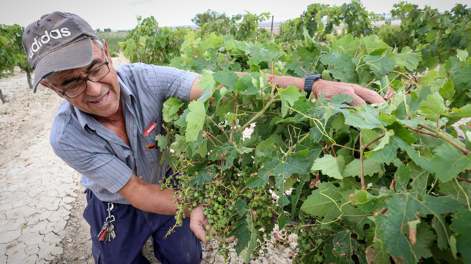El pedrisco daña los viñedos de Trebujena