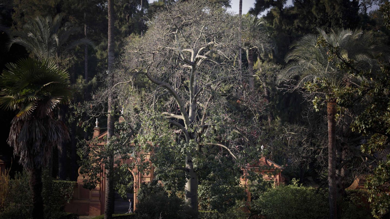 Uno de los palos borrachos el Alcázar.