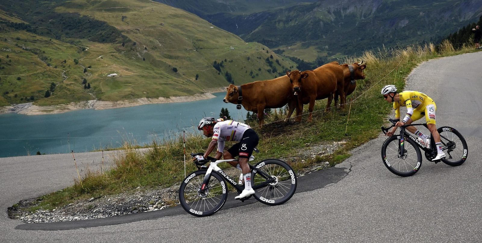 El Tour atravesó paisajes idílicos; en la imagen Narváez y Pogacar trazan una curva junto a unas vacas con un lago de fondo.
