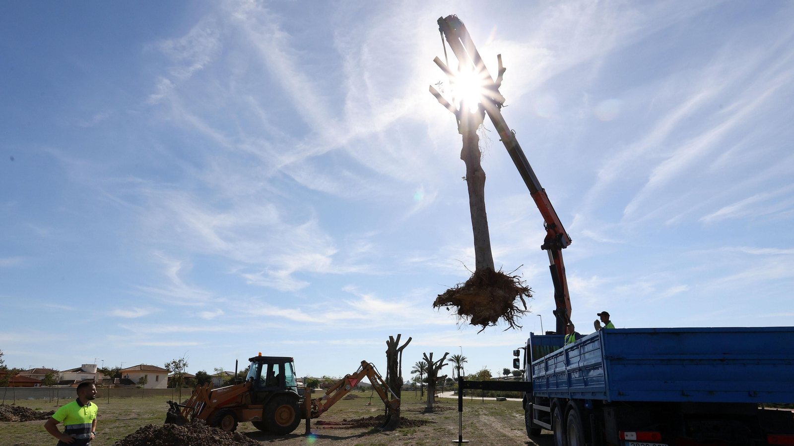 Traslado de los árboles de Chapín