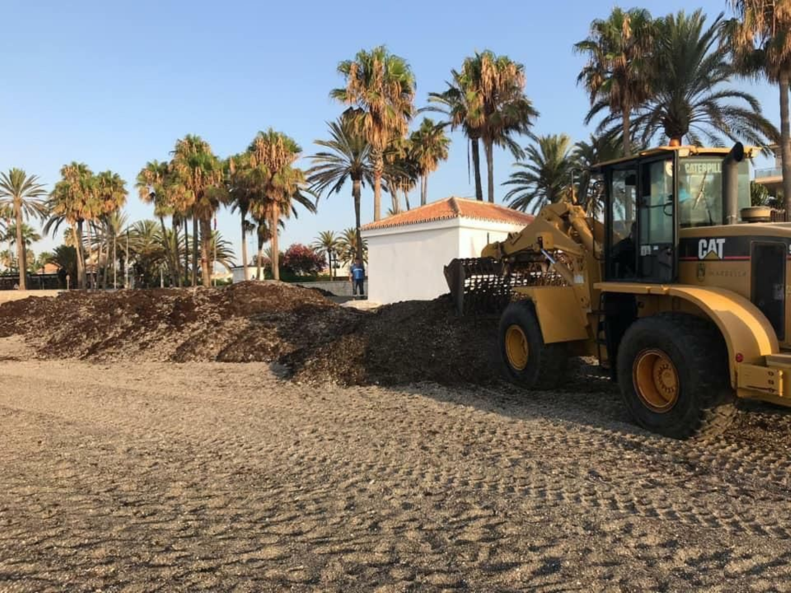 Fotos de la alga asiática en la Costa del Sol