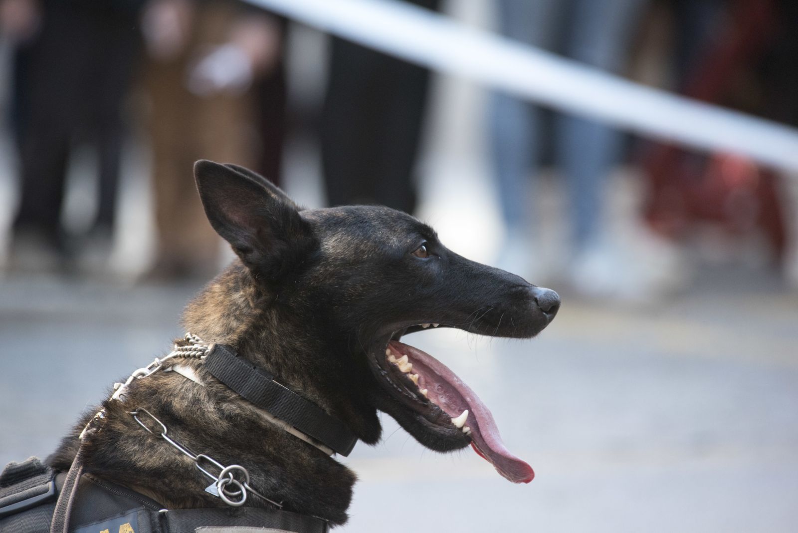 Las imágenes del Día sin coches