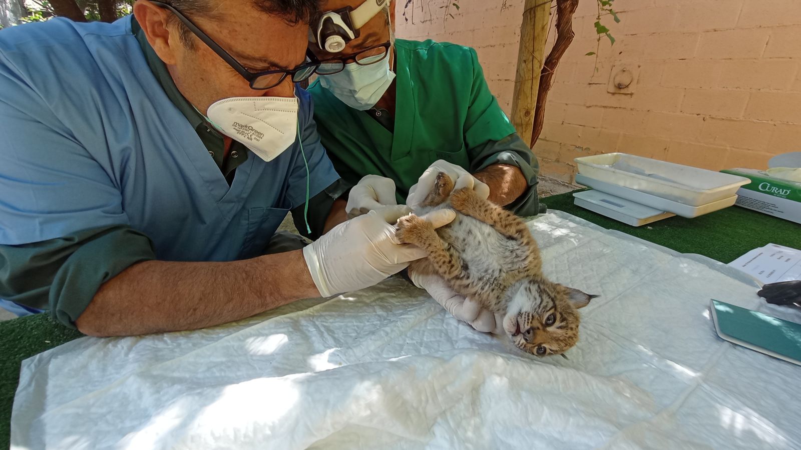 Chequeo a una de las linces nacidas en Jerez.