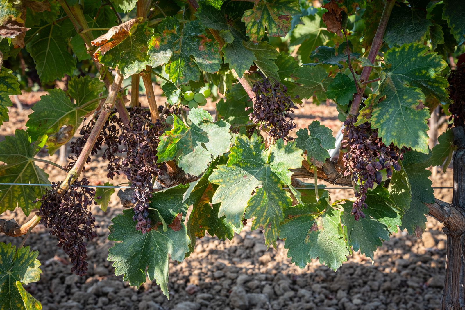 Imágenes de los estragos del parásito mildiu en los viñedos del Condado