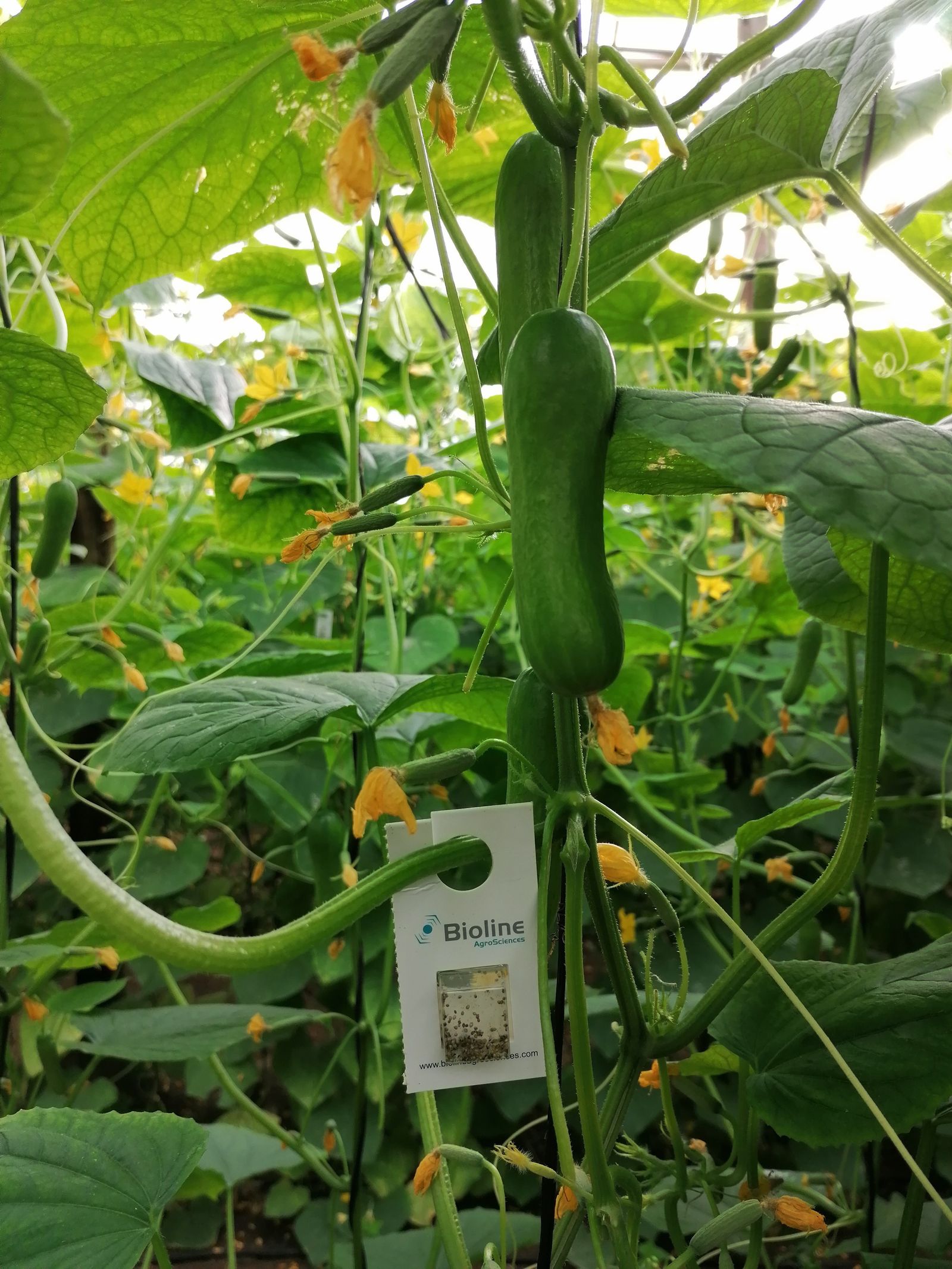 El formato blíster para la suelta de insectos.