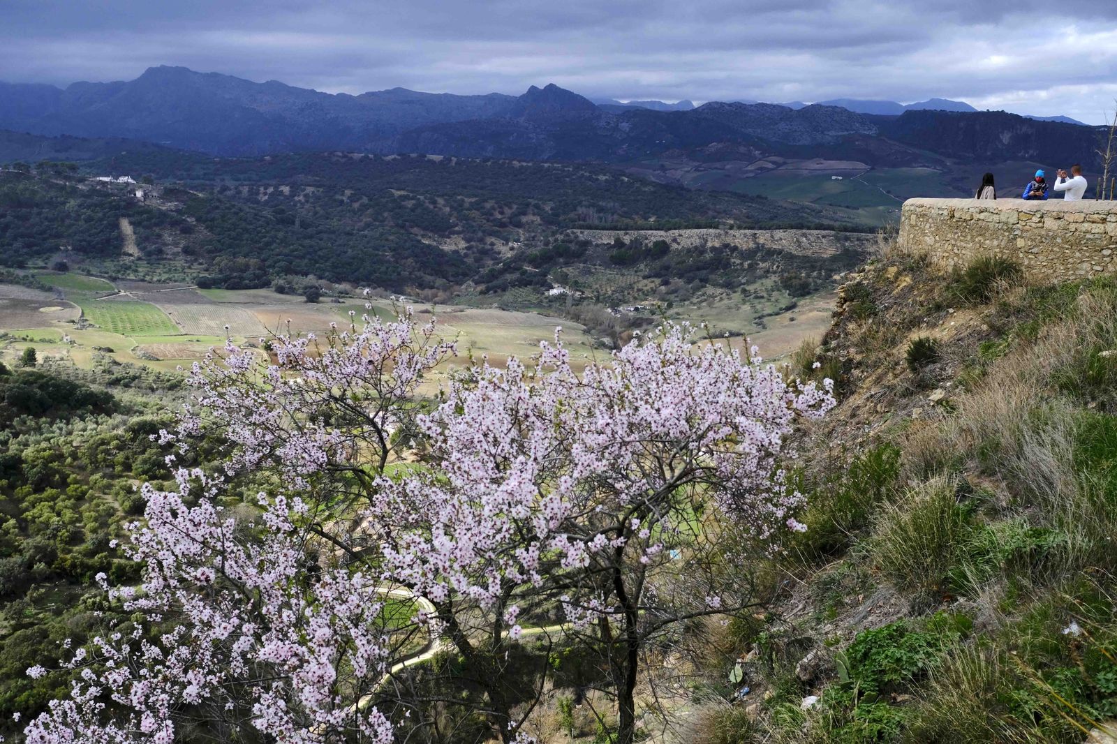 Así lucen los almendros del interior de Málaga en plena floración