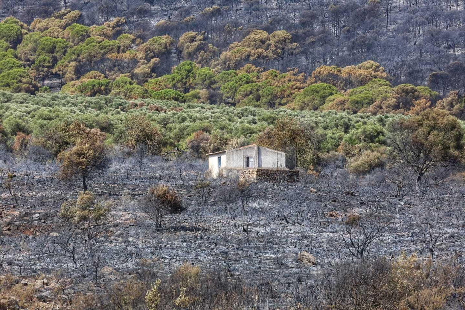 Las fotos de las zonas arrasadas por el incendio en la Sierra de Mijas