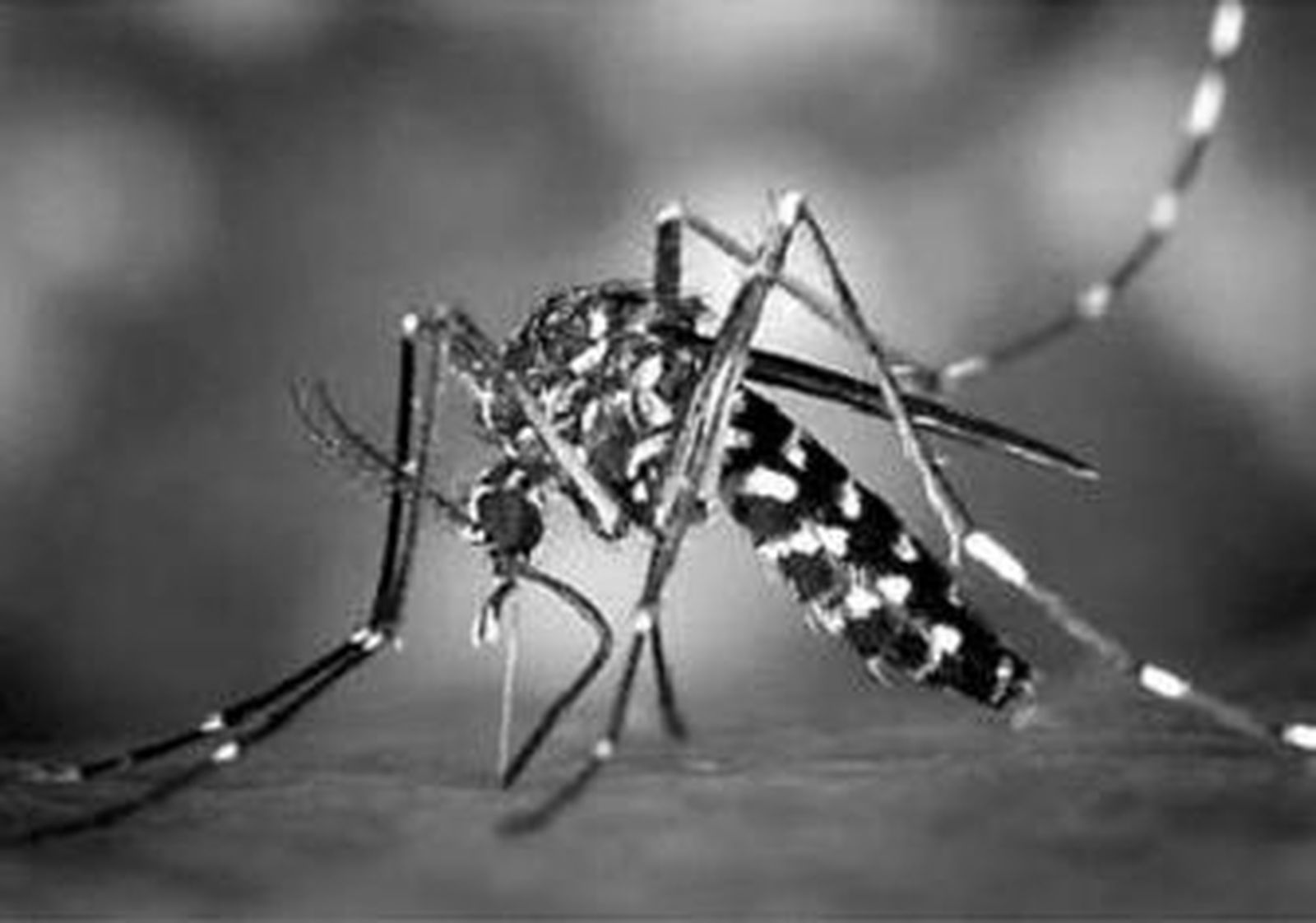 Ejemplar de mosquito tigre.