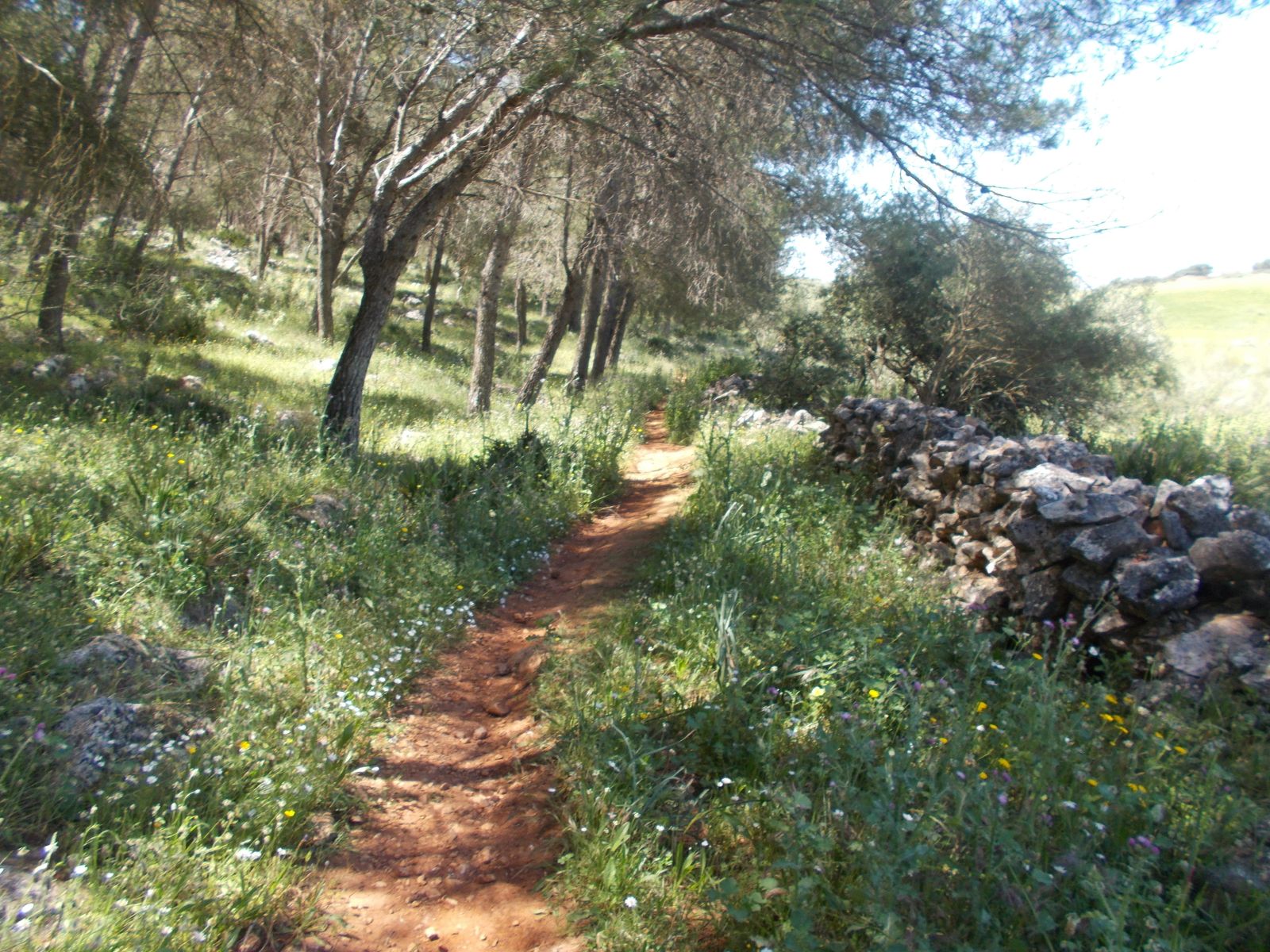 Tramo del sendero de Las Allanadas, en Gilena.