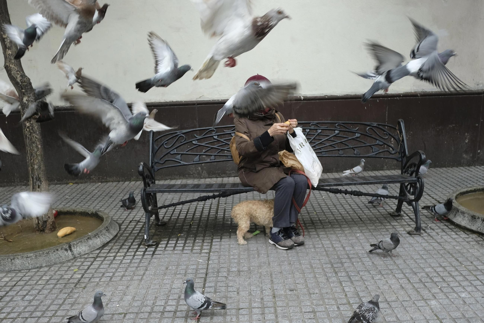 Una persona dando de comer a unas palomas en una plaza de Cádiz.