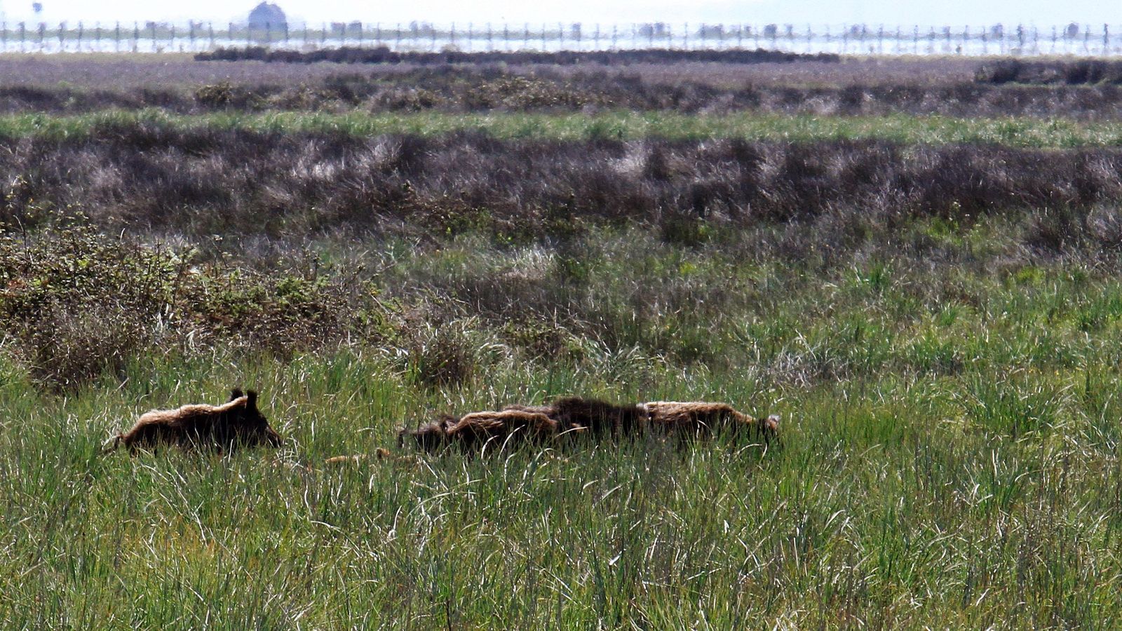 En ese itinerario se puede contemplar toda una panorámica de Doñana.