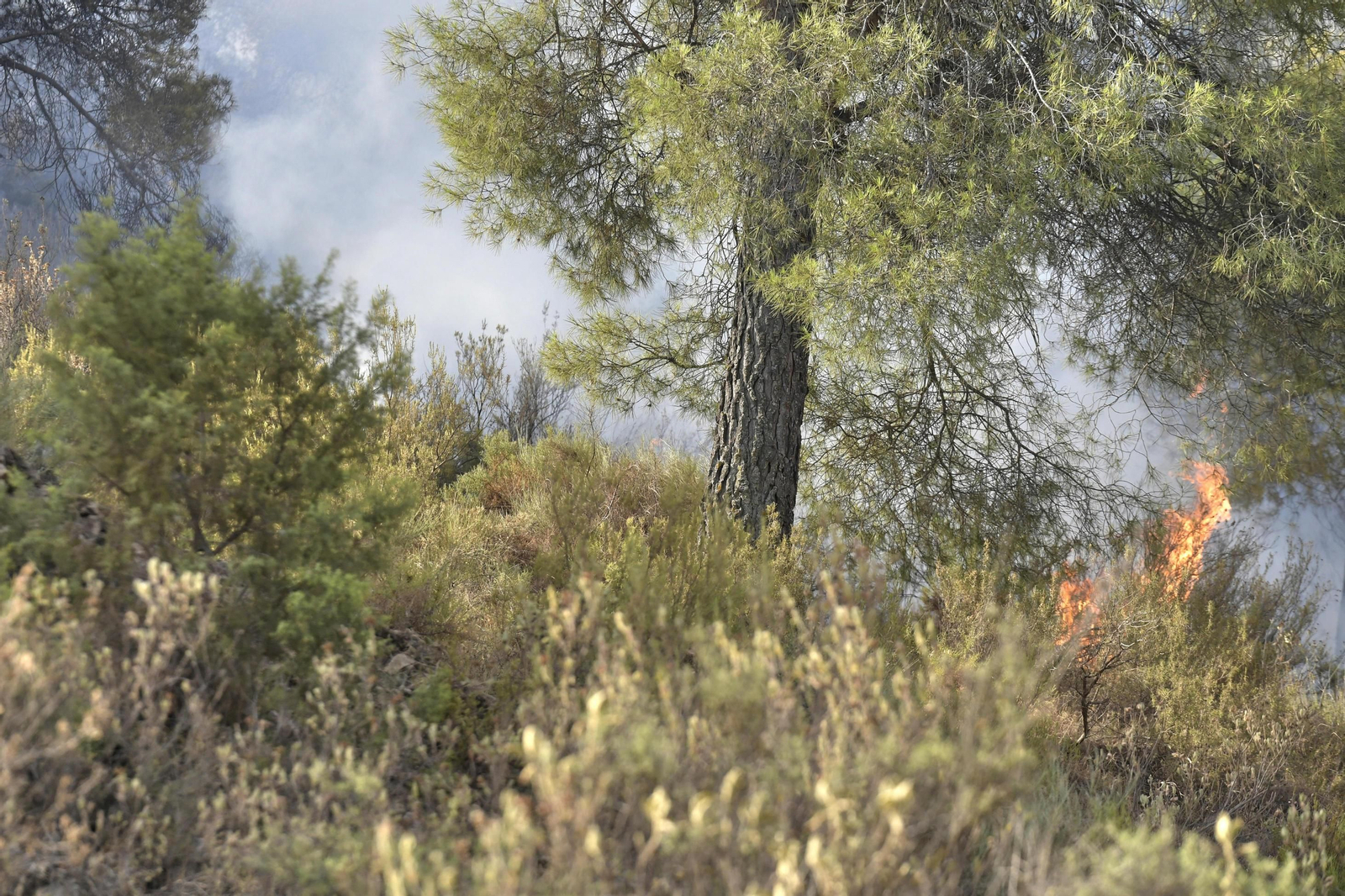 Las imágenes del incendio de Granada que causa terror en la provincia