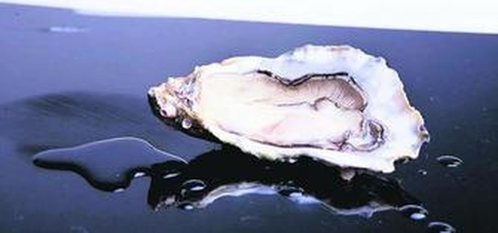 Ostrerías de Mercado lleva a Triana su modelo de negocio.