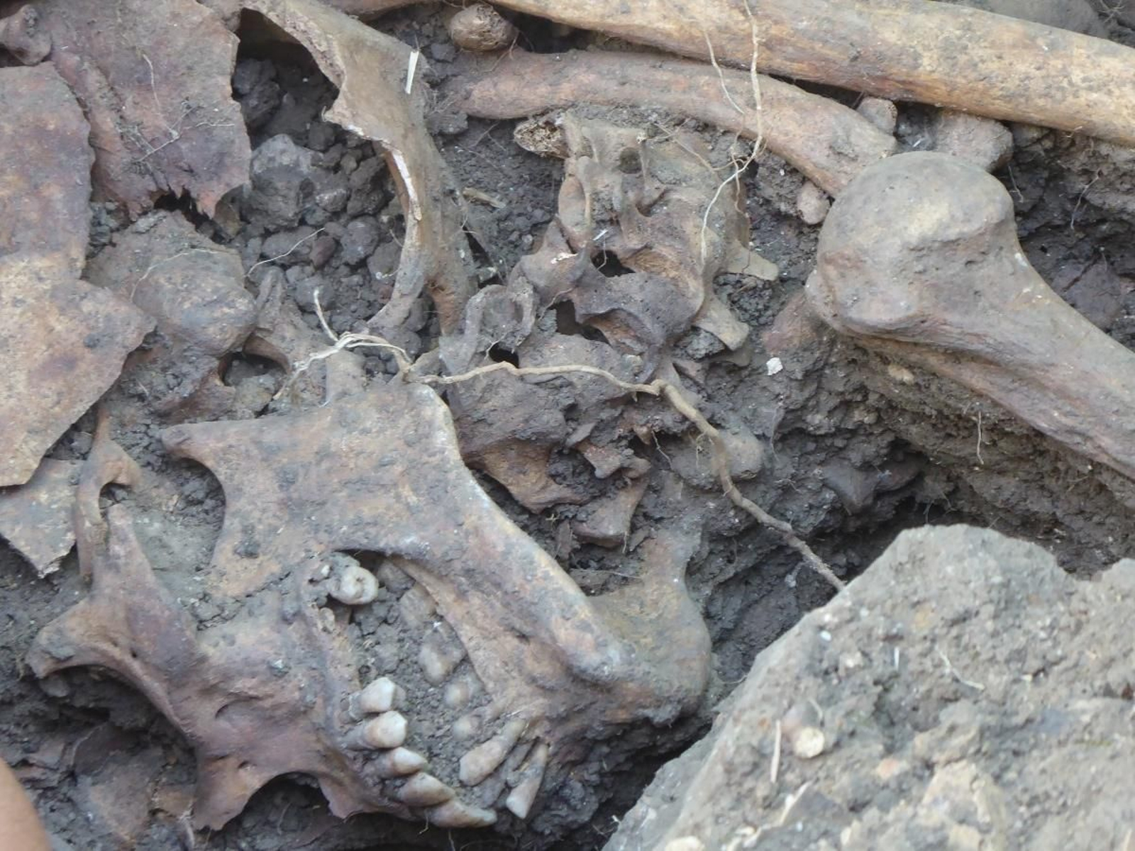 Excavaciones en la fosa común del cementerio antiguo de Jimena