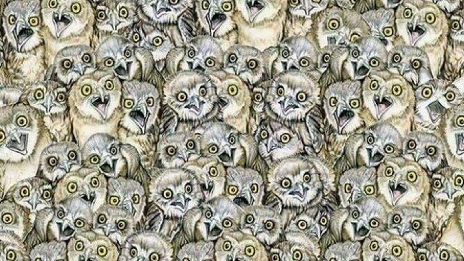 El reto de las rapaces