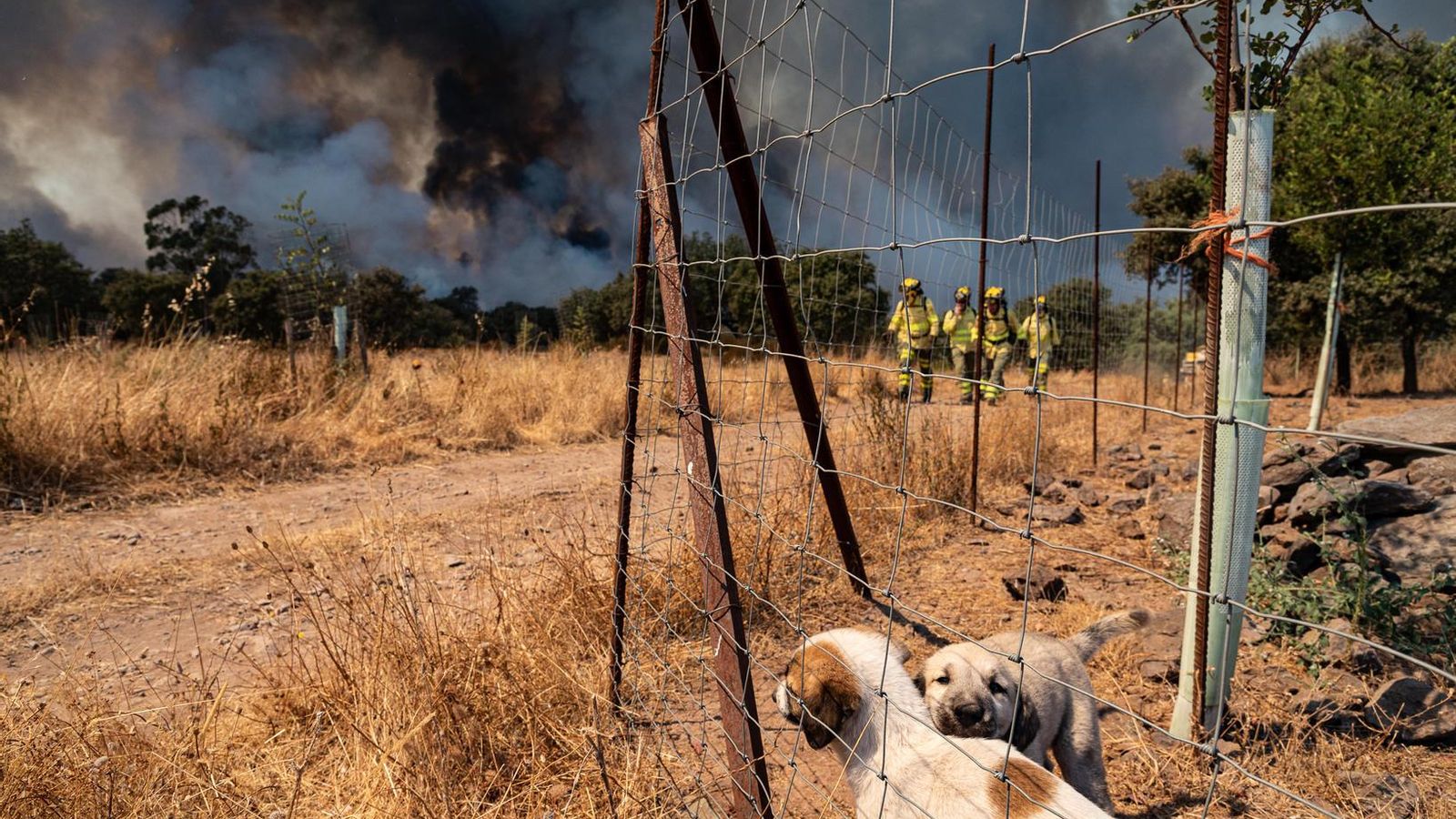 Dos perros tras una reja, con cuatro miembros del Infoca al fondo en Zalamea, ayer.
