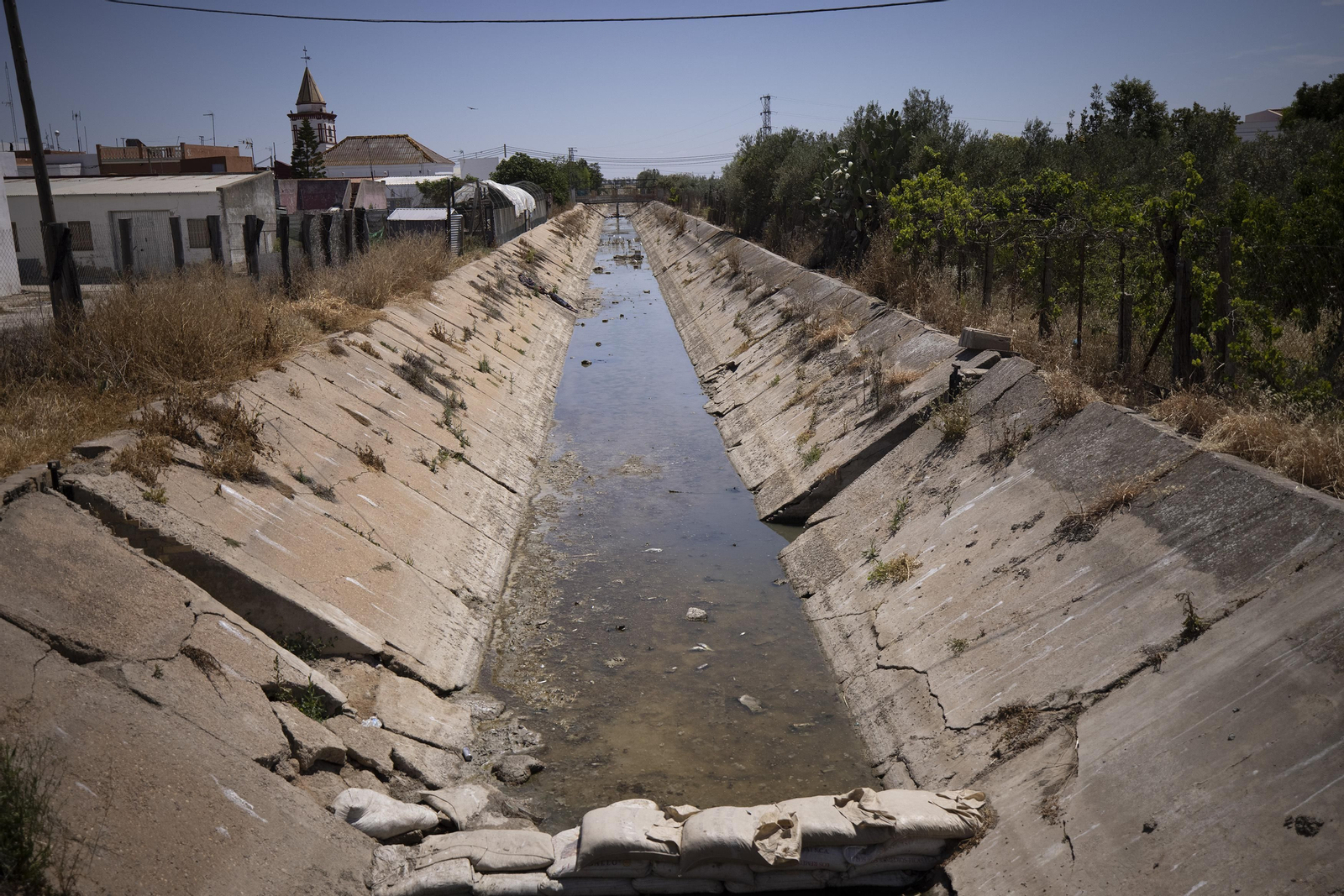 Las fotos de la sequía que sufren los cultivos de arroz en Isla Mayor