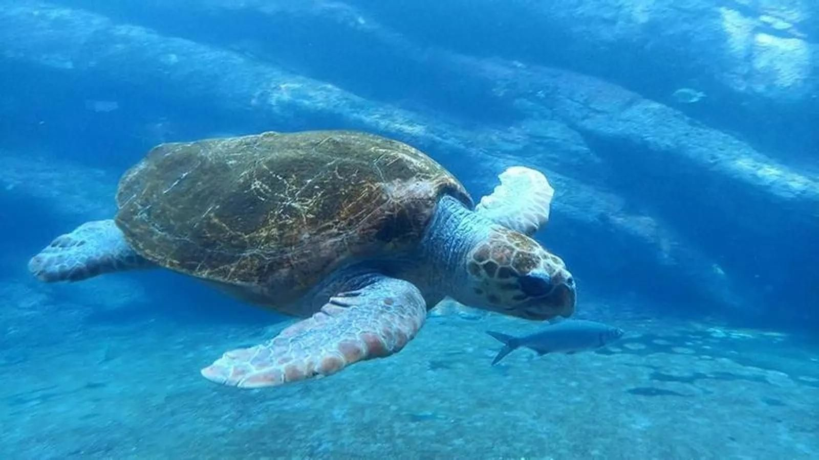 Mojacar, en 2021, 2023 y hace un mes, es donde se han dado más casos