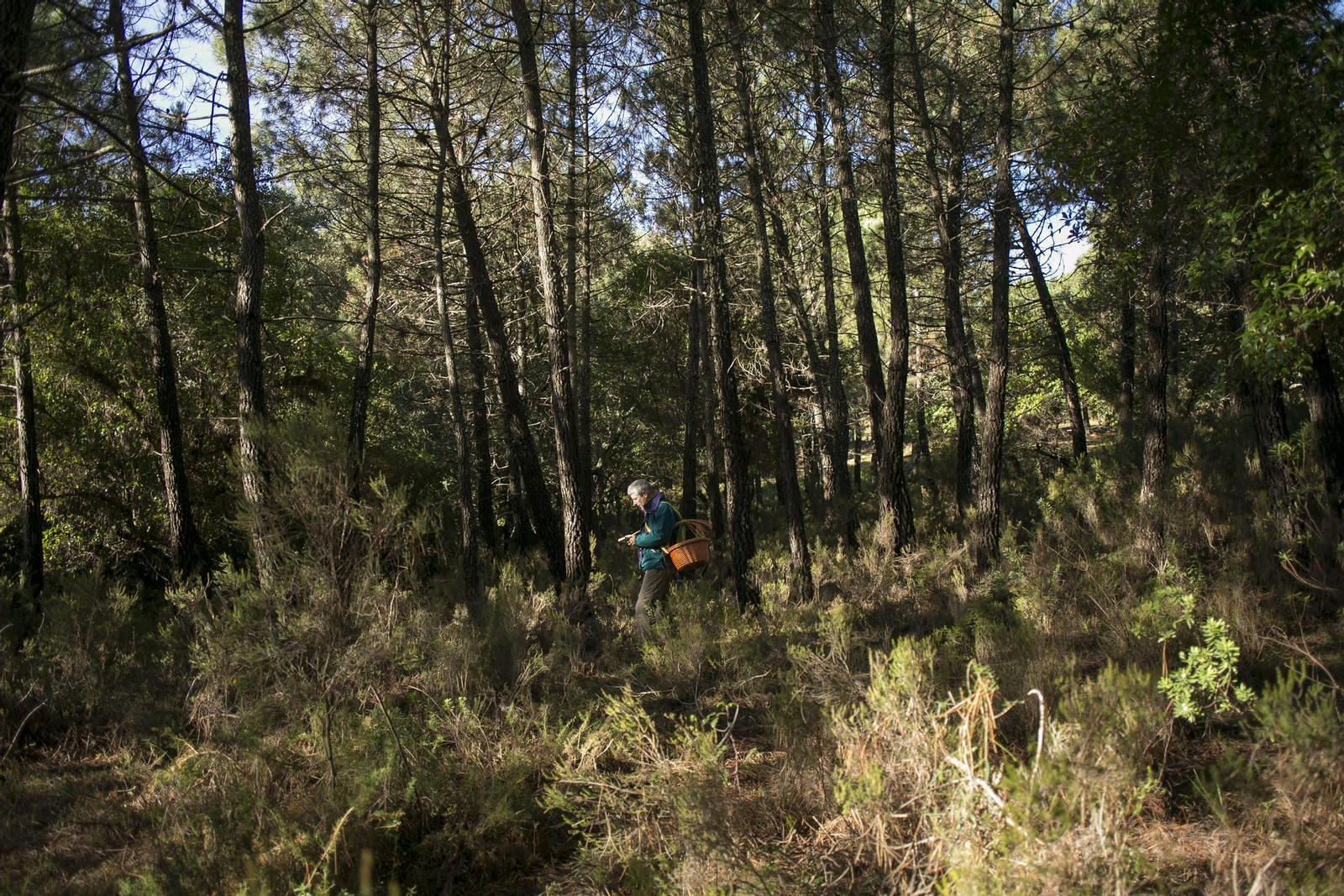 La Serranía de Ronda, joya de la micología